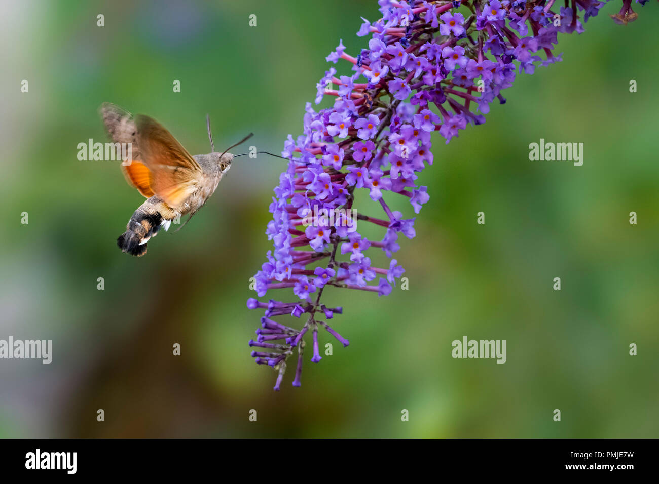 Hummingbird Hawk-moth (Macroglossum stellatarum/Sphinx stellatarum) im Flug Fütterung auf Buddleja davidii Blume im Sommer Stockfoto