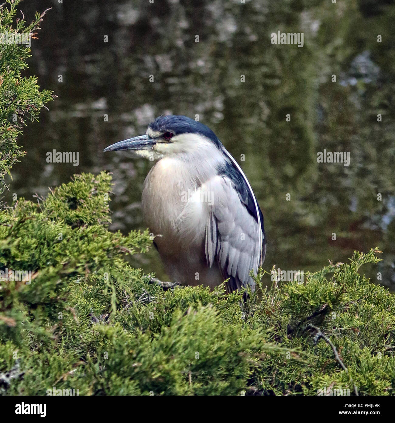 Schwarz-gekrönter Nachtreiher (Nycticorax Nycticorax) Stockfoto