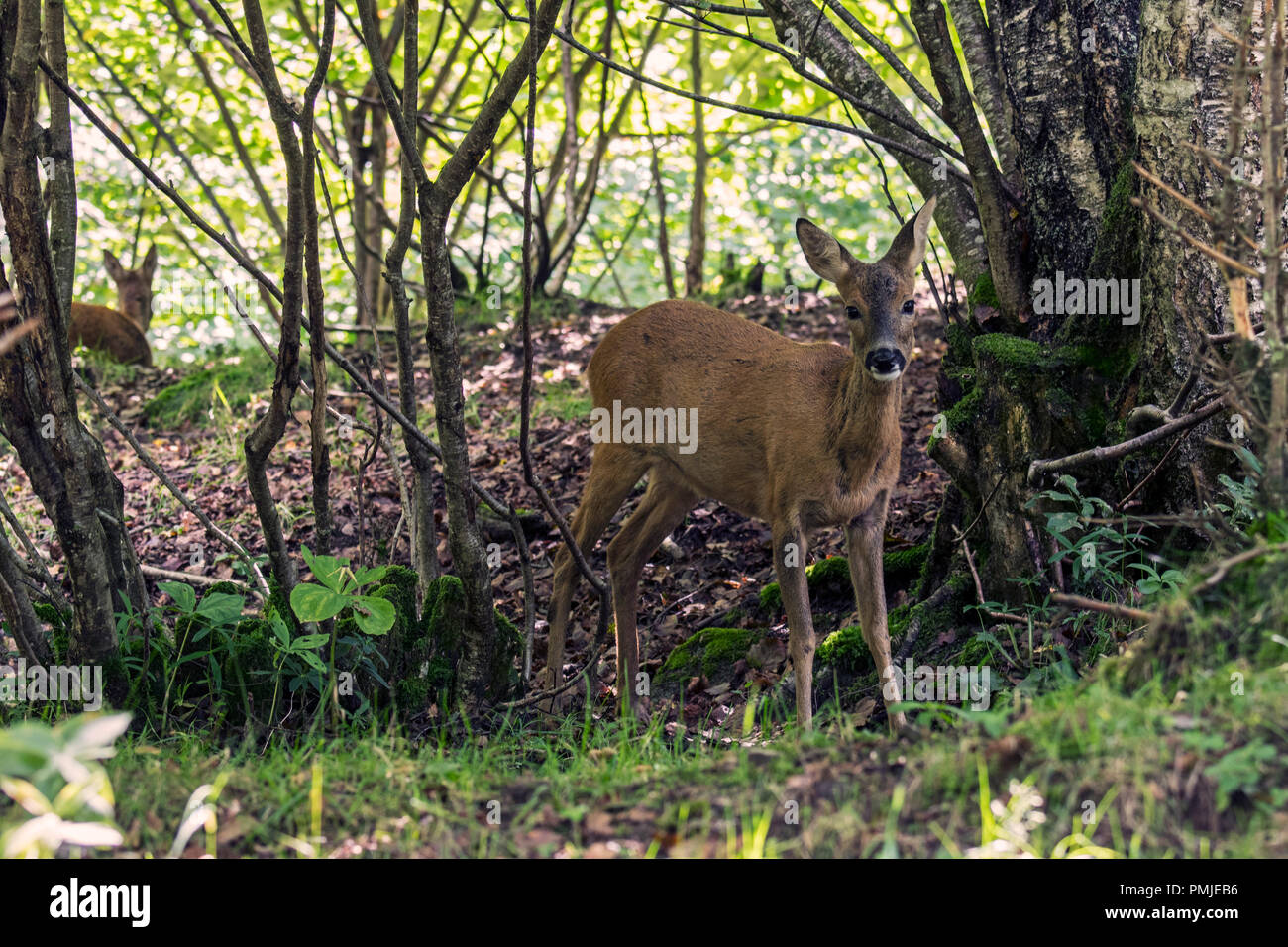 Europäische Reh (Capreolus capreolus) Weiblich/doe versteckt sich im Unterholz und Dickicht/Gestrüpp des Waldes im Sommer Stockfoto