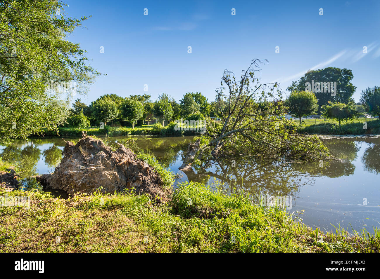 River Bank Erosion in Esche in den Fluss fallen - Frankreich. Stockfoto