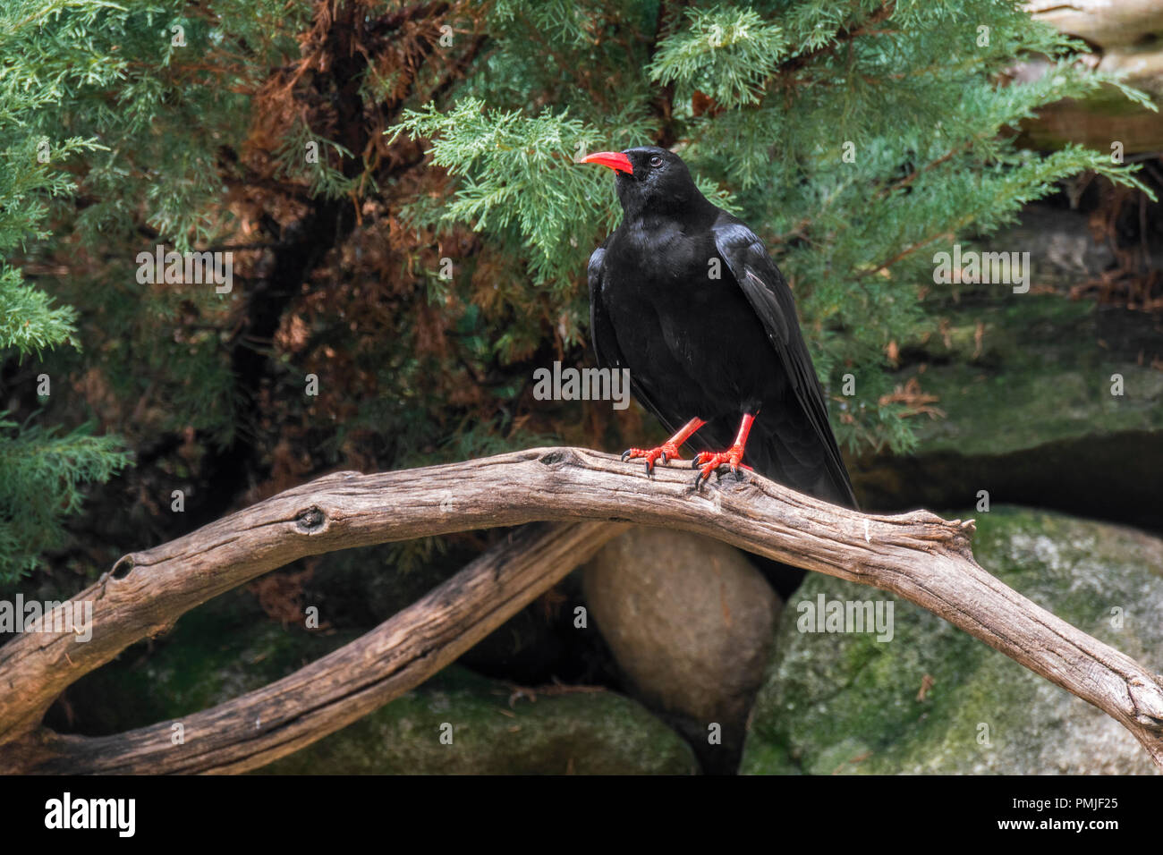 Red-billed chough/Cornish Alpenkrähe (Pyrrhocorax pyrrhocorax) Im Baum gehockt Stockfoto