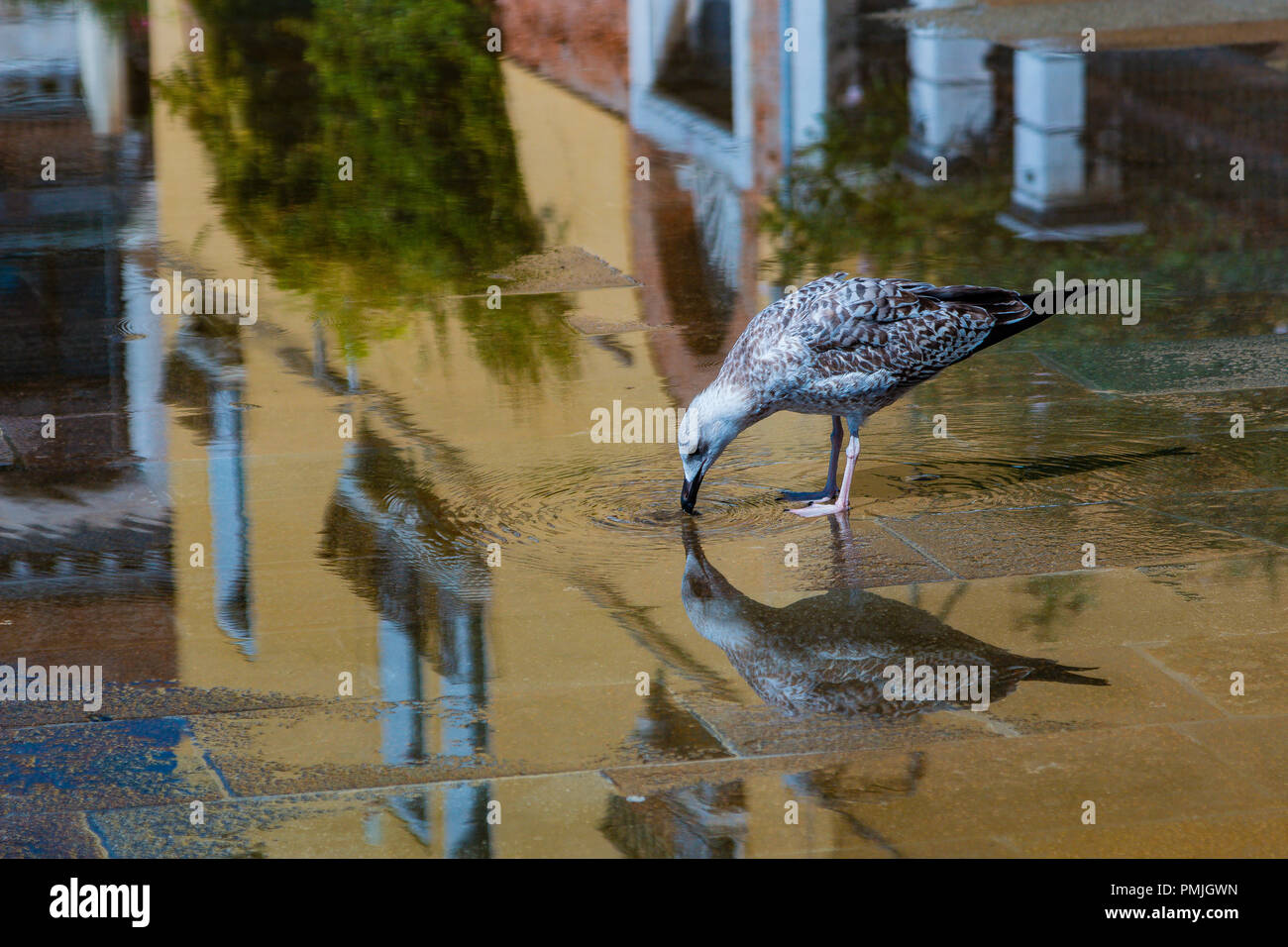 Möwe in Venedig mit Reflexion in einer Pfütze Stockfoto