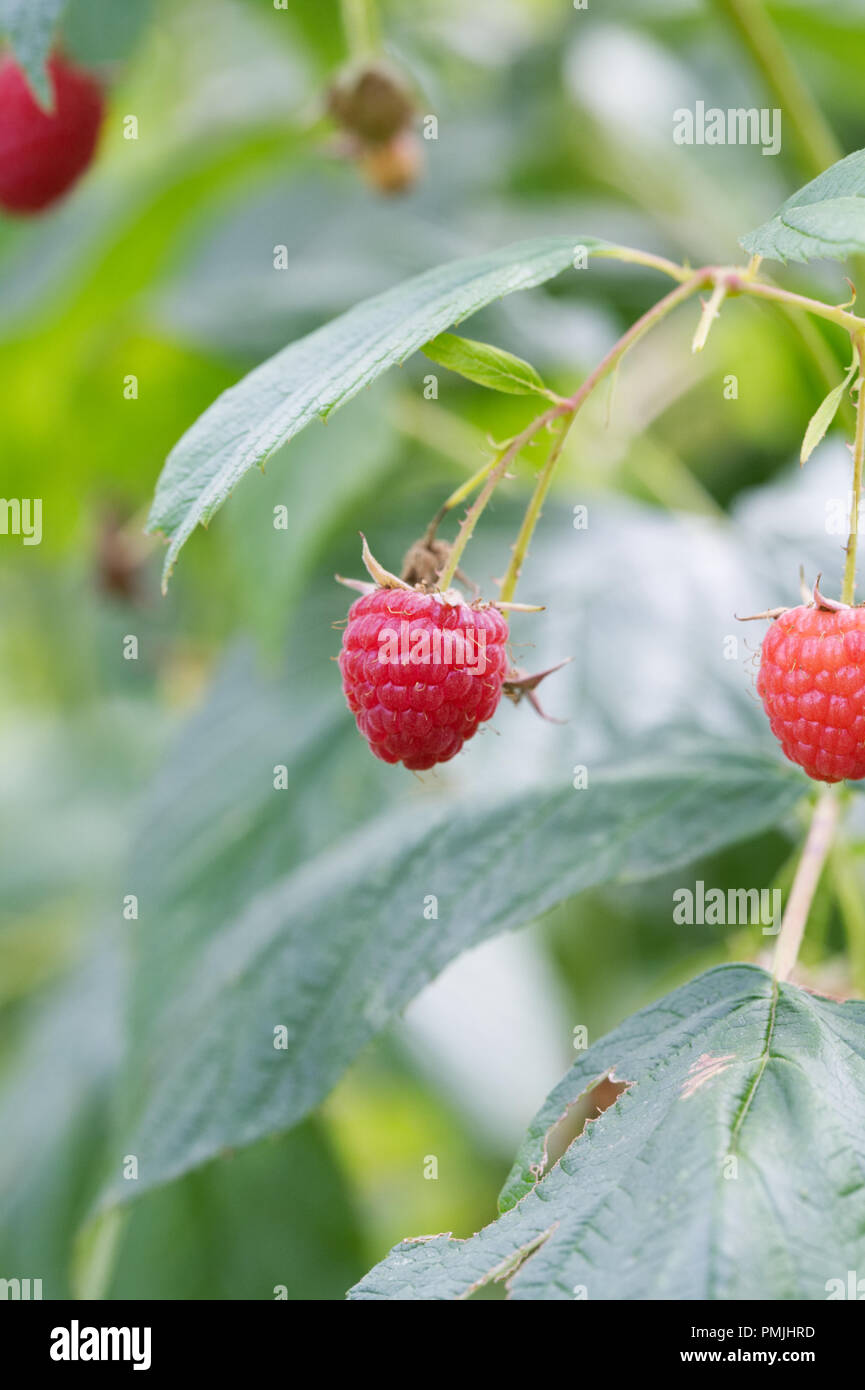 Rubus. Himbeere 'Zeva' wachsen in einem Obstgarten. Stockfoto