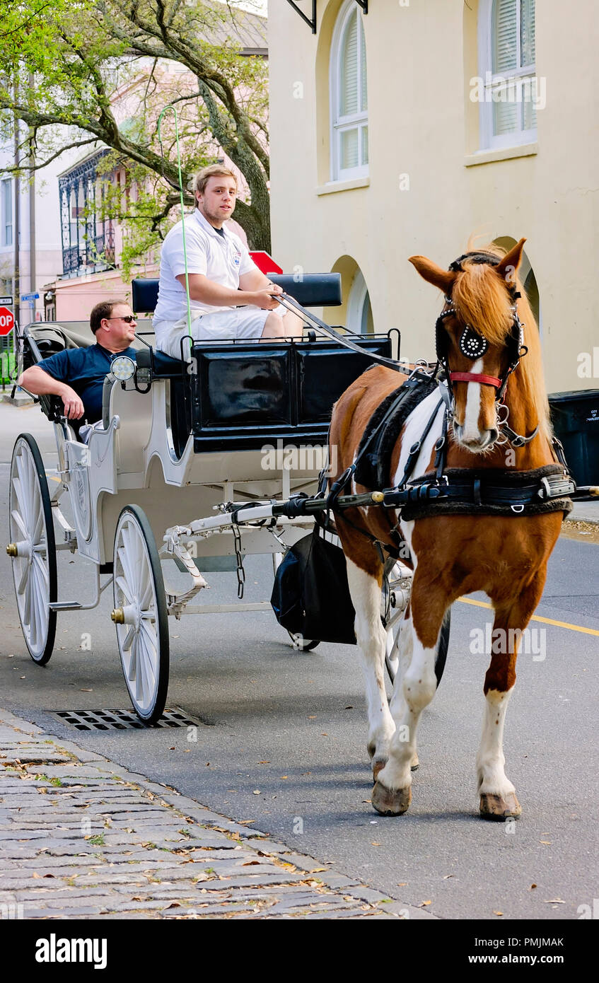 Ein Treiber mit Palmetto Carriage Works führt Touristen durch die Innenstadt von Charleston, 5. April 2015 in Charleston, South Carolina. Stockfoto