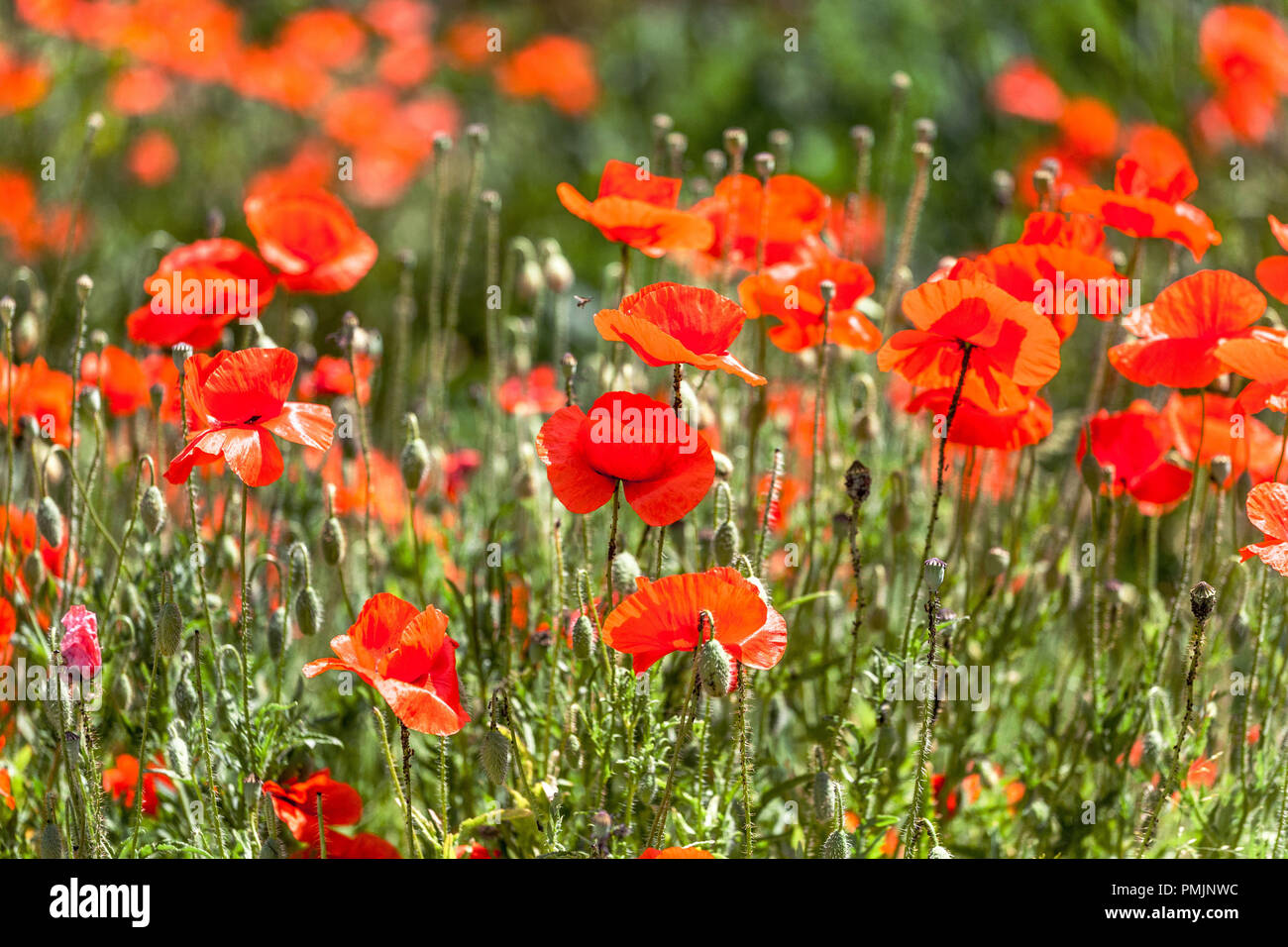 Feld Mohn Papaver rhoeas jährliche Poppy Flower bokeh Stockfoto
