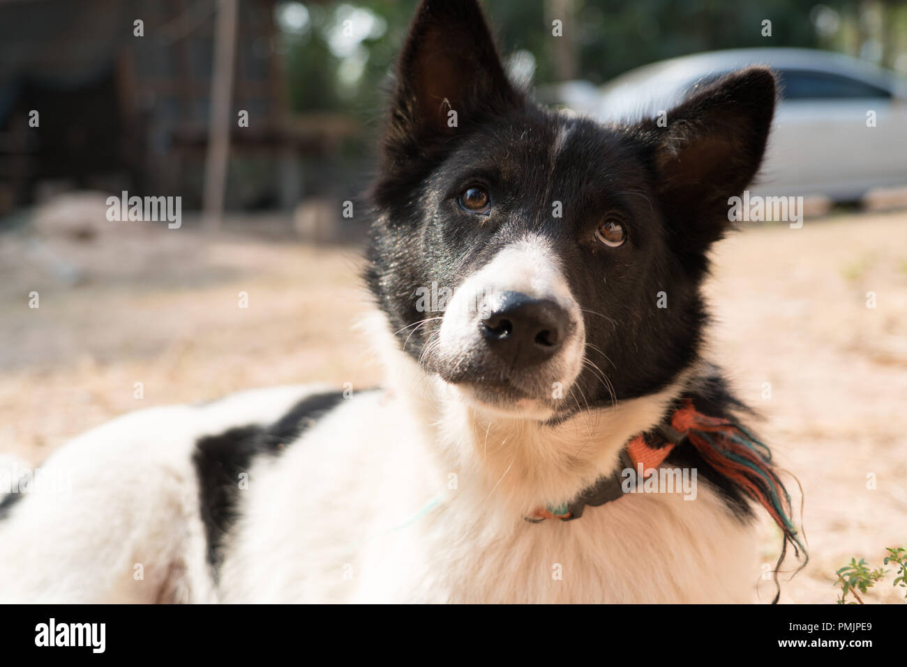 Die lokalen Hund schwarz und außen weiß und auf der Suche nach einem Essen sitzen Stockfoto