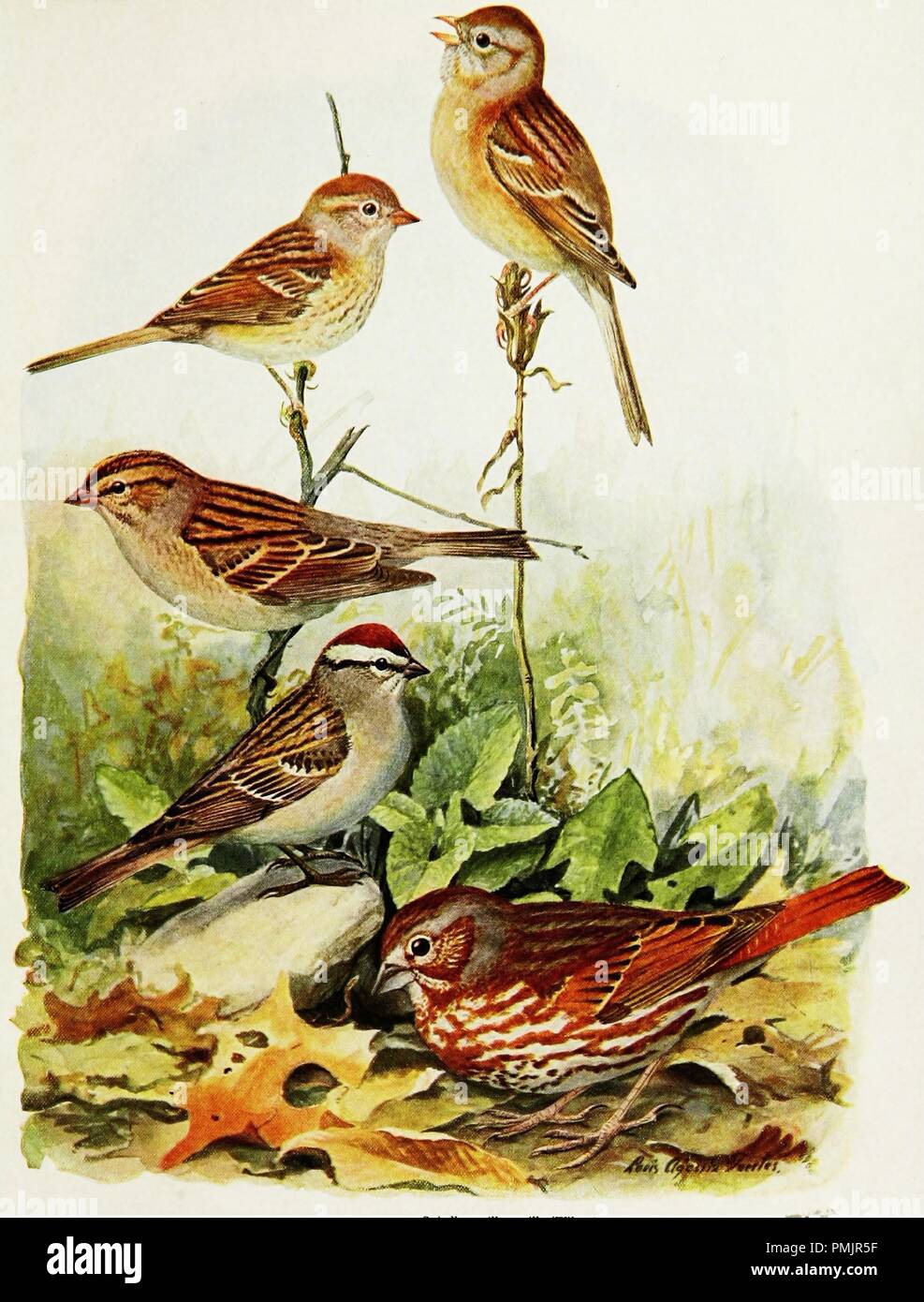 Zeichnung von fünf Variationen von Spatzen, Spatz, Chipping sparrow, Fox Spatz, Song sparrow und Sumpf sparrow, aus dem Buch "Vögel von New York", 1508. Mit freundlicher Genehmigung Internet Archive. () Stockfoto