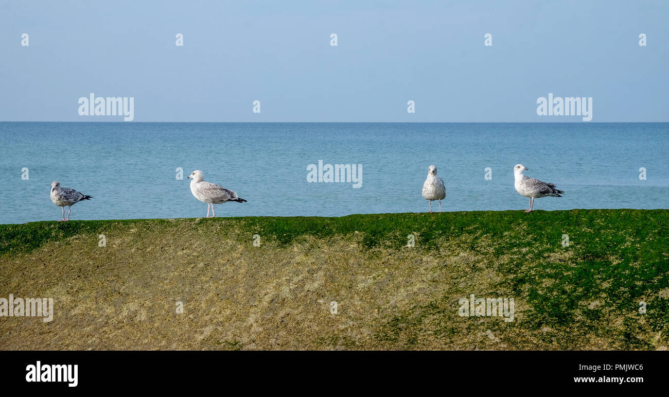 Vier Möwen auf einem grünen Algen Wand mit einer ruhigen, blauen Meer und blauer Himmel hinter viel Platz um den Möwen kopieren Stockfoto