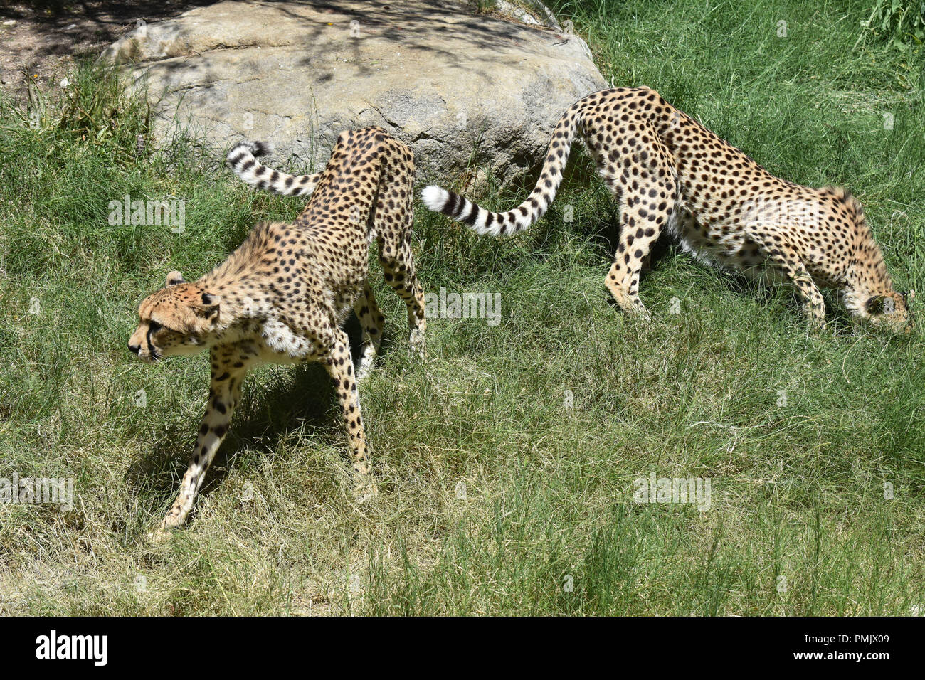 Zwei Geparden pirschen in einer Wiese an einem sonnigen Tag. Stockfoto