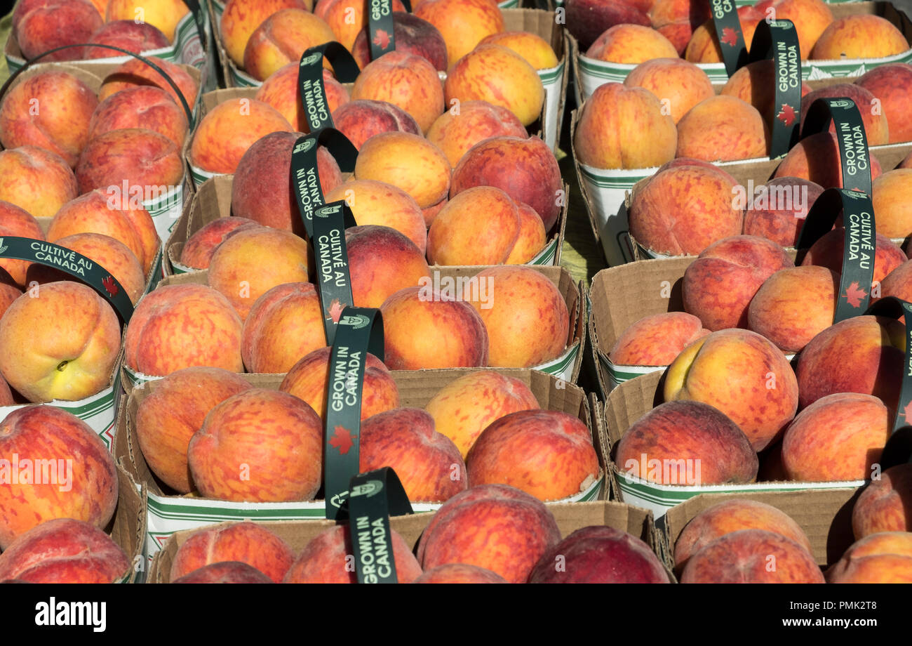 Nahaufnahme von Körben von frisch gepflückte Pfirsiche auf einem Markt in Niagara on the Lake Canada. Stockfoto