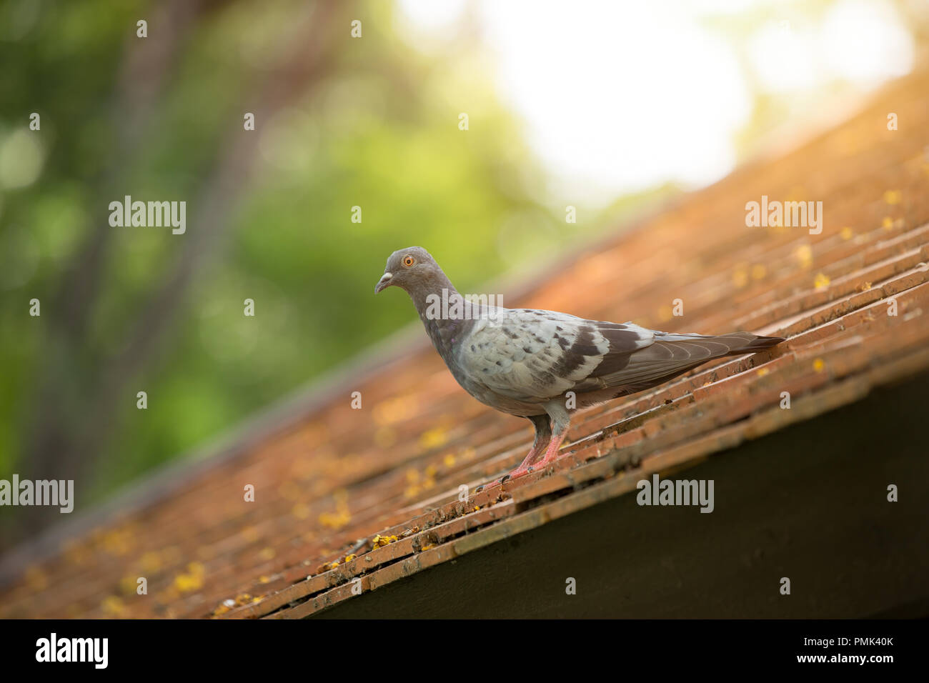 Tauben und Tauben Vögel Nester auf dem Dach problem Tier in der Stadt Stockfoto