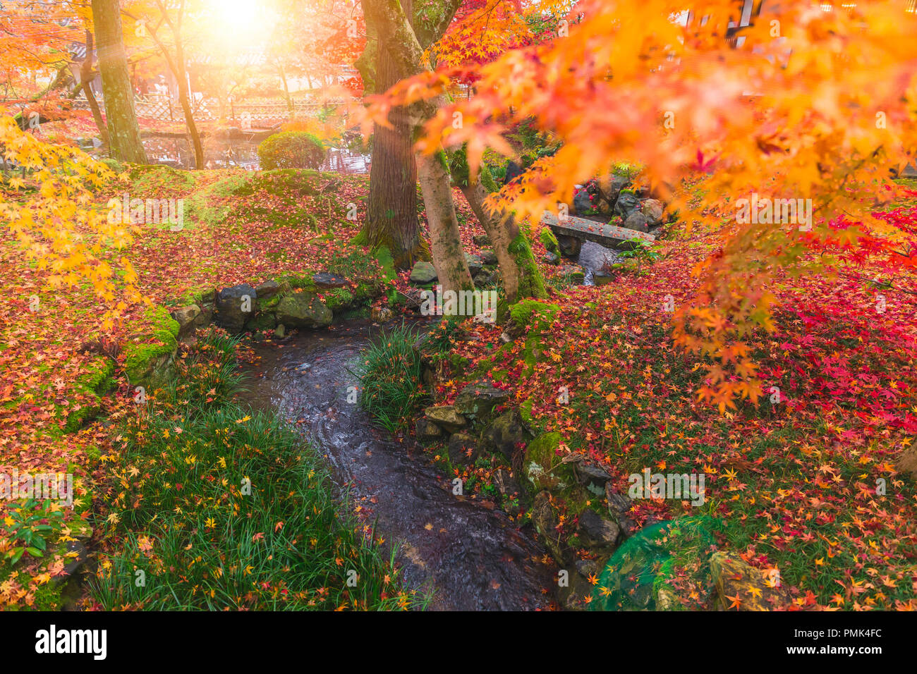 Herbst Laub Berg Wald Garten mit einem kleinen Fluss in Kyoto, Japan. Stockfoto