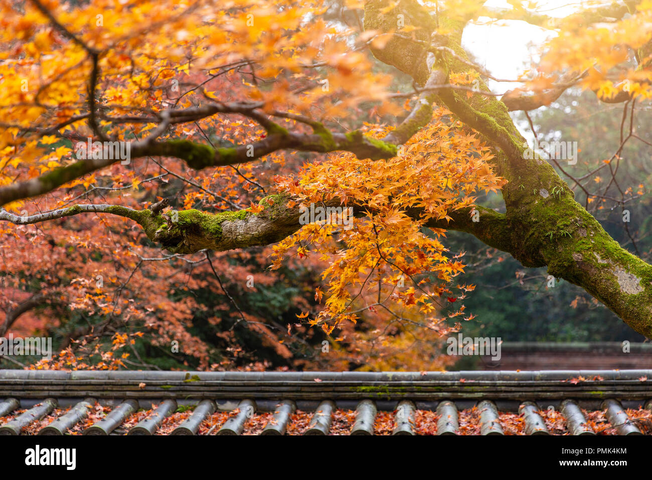 Schönen Herbst Ahorn mit Schrein Dach Architektur asiatische Reise im Herbst Saison. Stockfoto