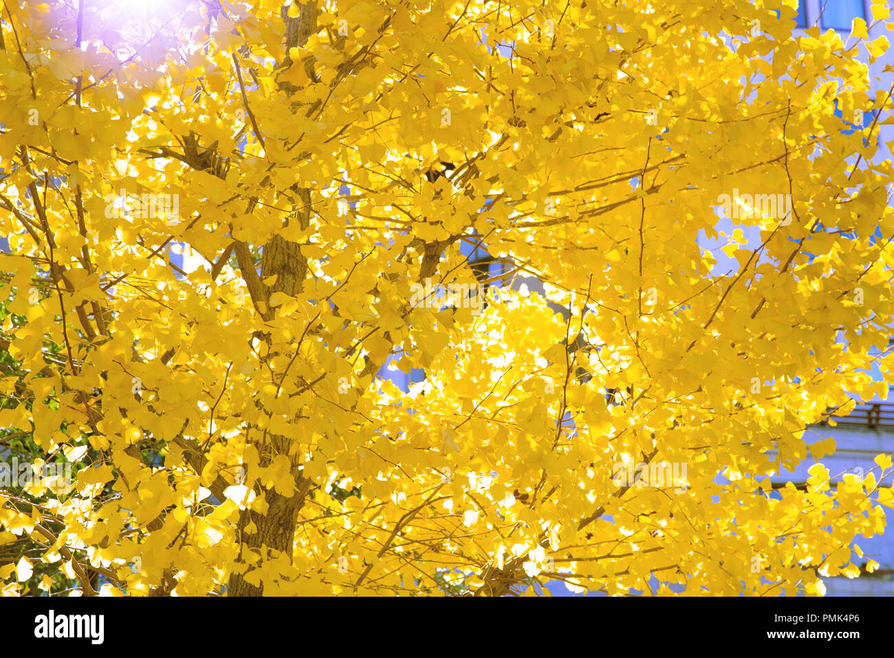 Gelbe Pflanzen und Bäume Ginkgo Blatt in Japan Herbst Natur Laub Nahaufnahme. Stockfoto