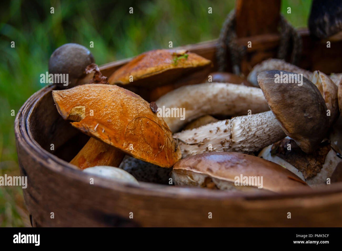 Volle Korb mit essbaren Pilzen steht auf dem Gras im Wald. Stockfoto