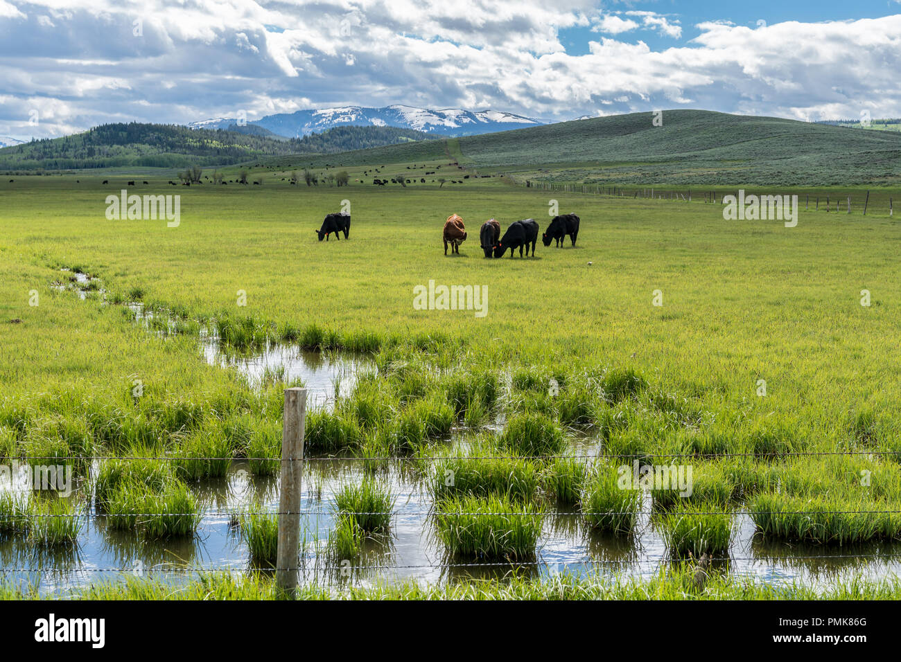Kuh auf der Weide im Wyoming Bereich Stockfoto
