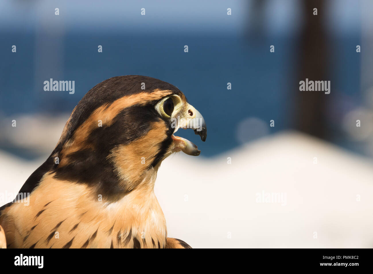 Peruanische Falcon ein aplomado, Nahaufnahme, Kopf geschossen von einem Raubvogel, einem Raptor mit braunen und goldenen Abzeichen auf Federn und dramatische schwarze Streifen aroun Stockfoto
