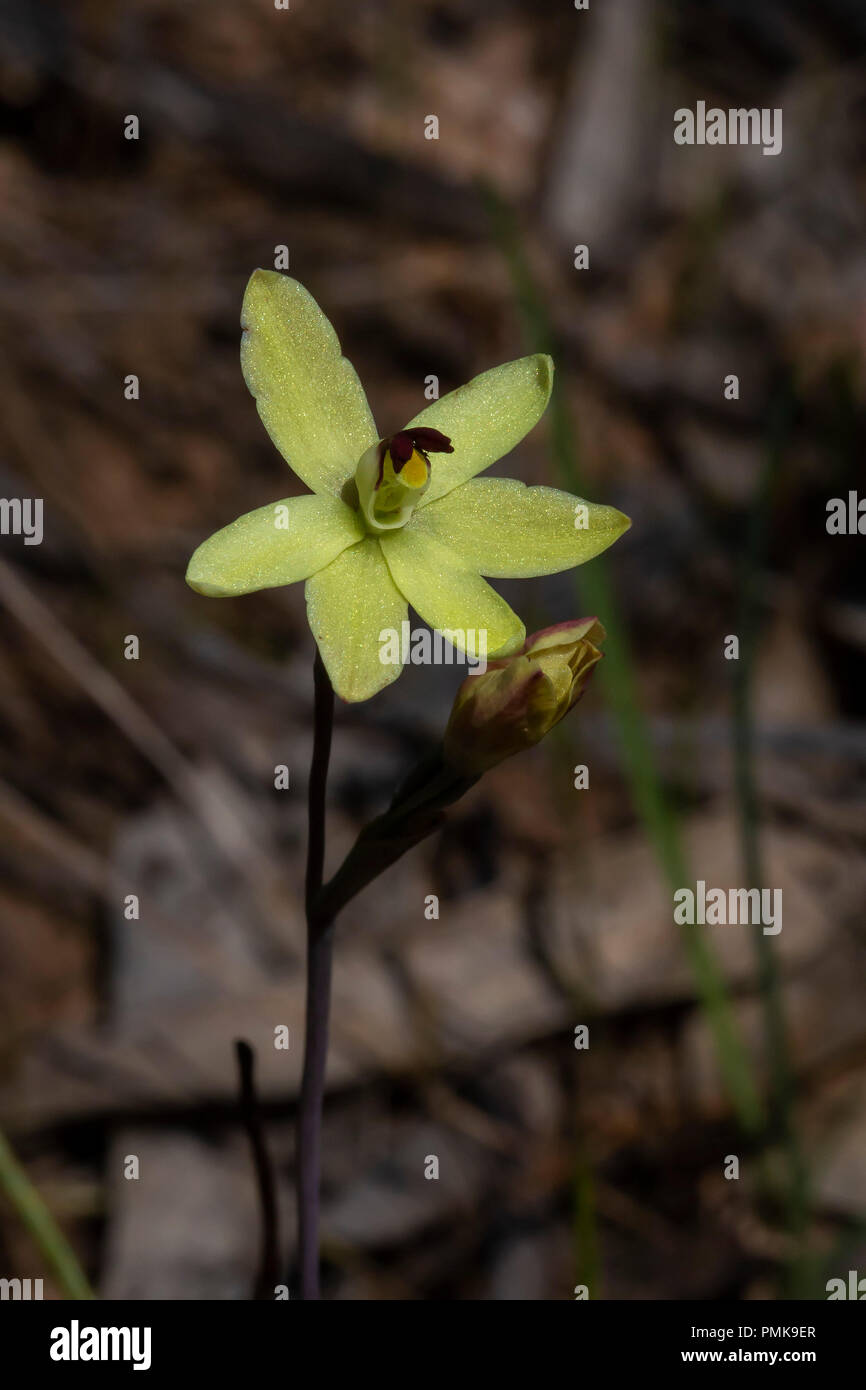 Rabbit Ears Orchid (Thelymitra antennifera) Stockfoto