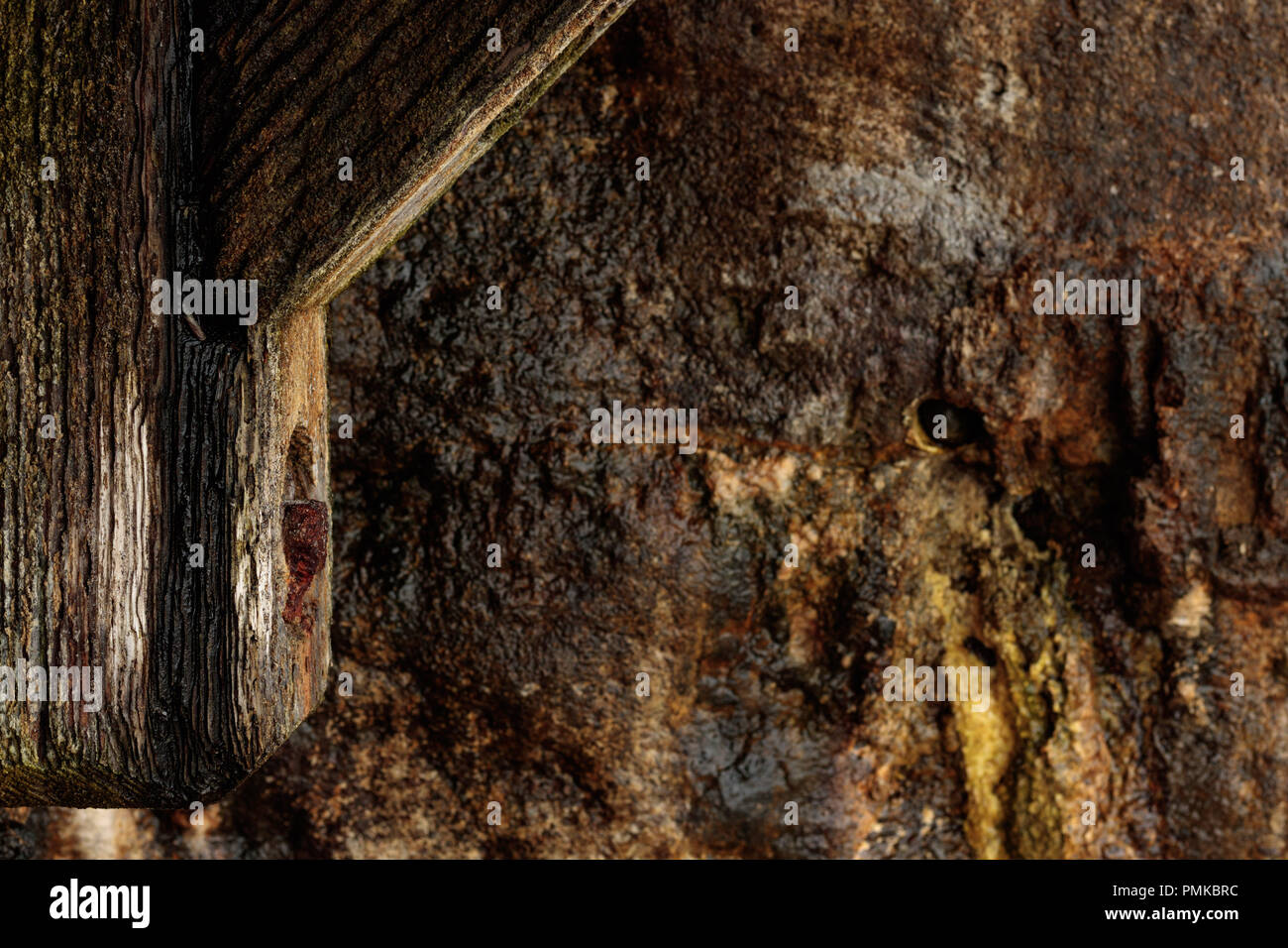 Natur Hintergrund Textur von altem Holz Pier mit Verrosteten schraube Detail im Vordergrund mit nassen Streifen Moos Sandsteinmauer in mittelalterlichen fantasy Hintergrund Stockfoto