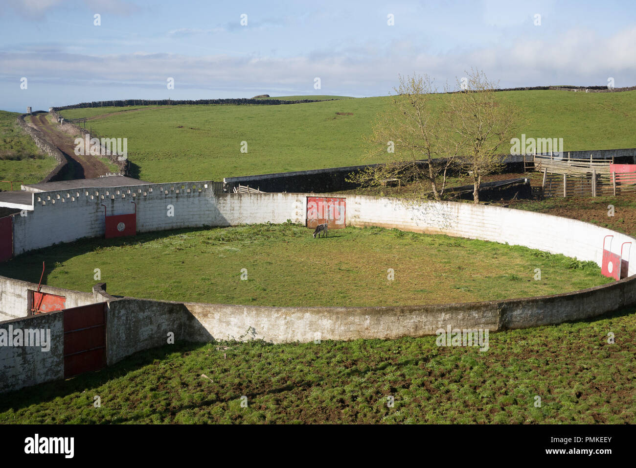 Ein einsamer Stier/Kuh die Beweidung von Grünland in einer traditionellen ländlichen Stierkampfarena in der Landschaft der Insel Terceira auf den Azoren Stockfoto