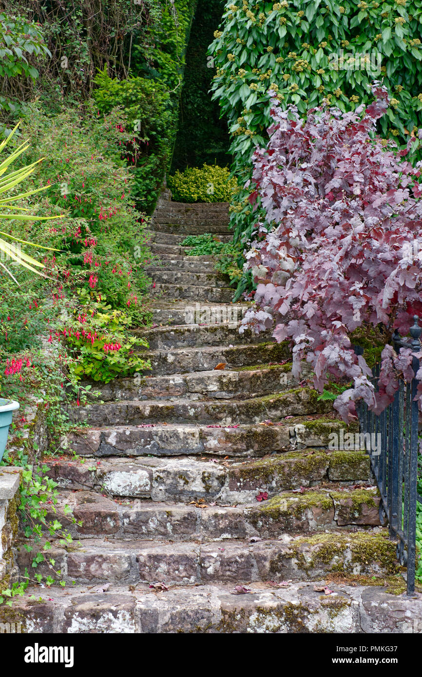 Stein gemauerten Treppe auf einem terrassierten Garten in Wells, Somerset, Großbritannien Stockfoto