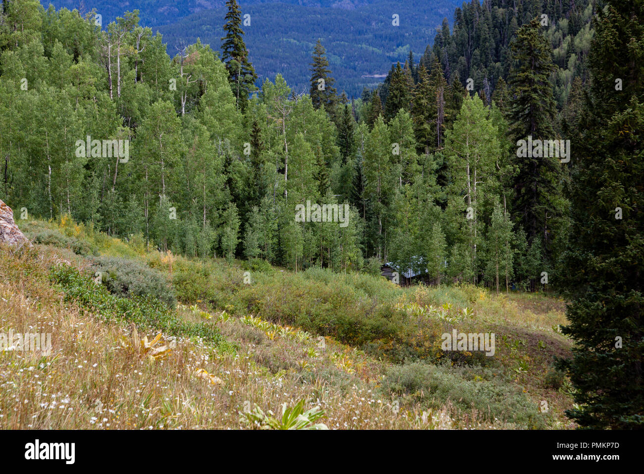 Aspen Bäume, Rinde und Vordach in den Rocky Mountains in der Nähe von Durango, Colorado, United States Stockfoto