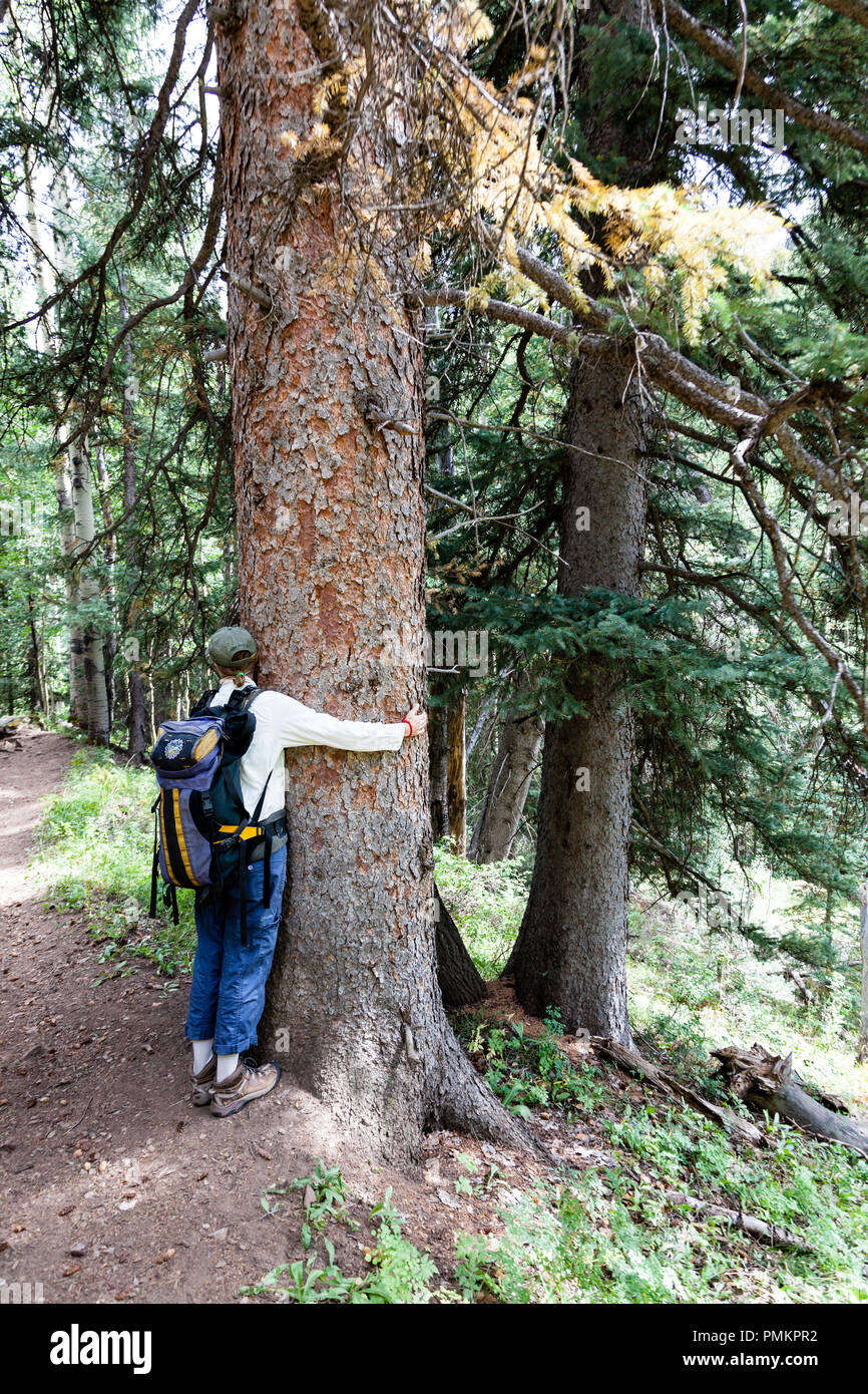 Viele Leute, die Baum umarmen beruhigend finden, sind beschriftet worden "Öko-Freaks" oder "umweltschützer". Sie suchen die Verbindung mit der Natur Stockfoto