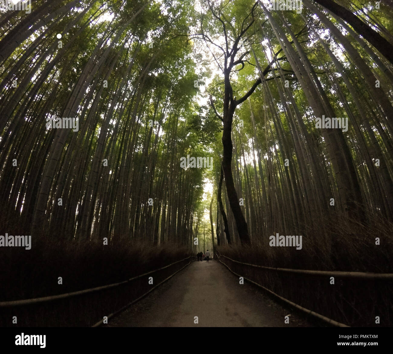 Die dunkle Bambus Wald von Arashiyama, Kyoto Stockfotografie - Alamy