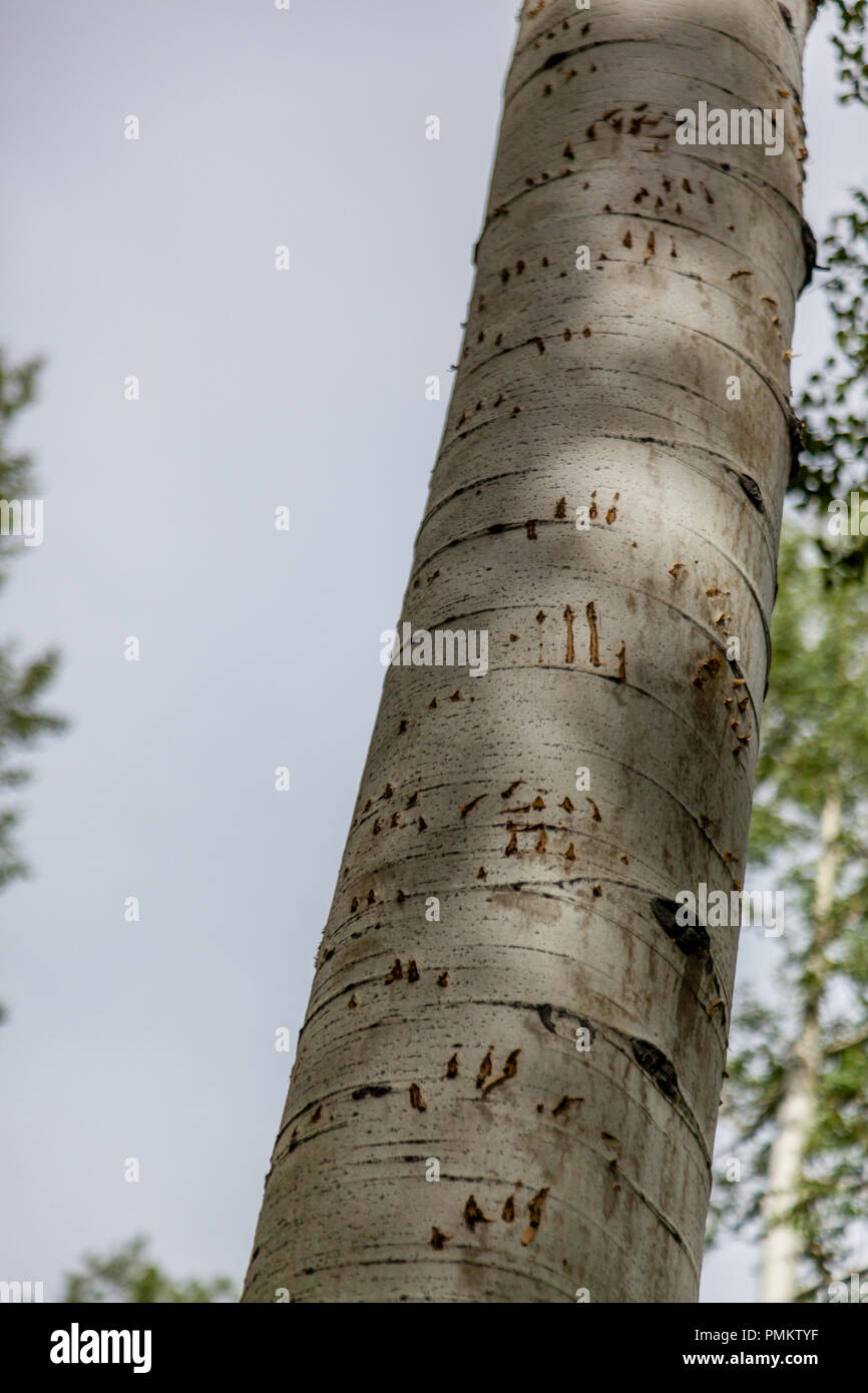 Black Bear (Ursus Americanus) sind sehr geschickt Baumbewohner. Anzeichen für eine Klettern dieses Aspen Tree zeigen seine Agilität, ohne Zweige zu klettern. Stockfoto