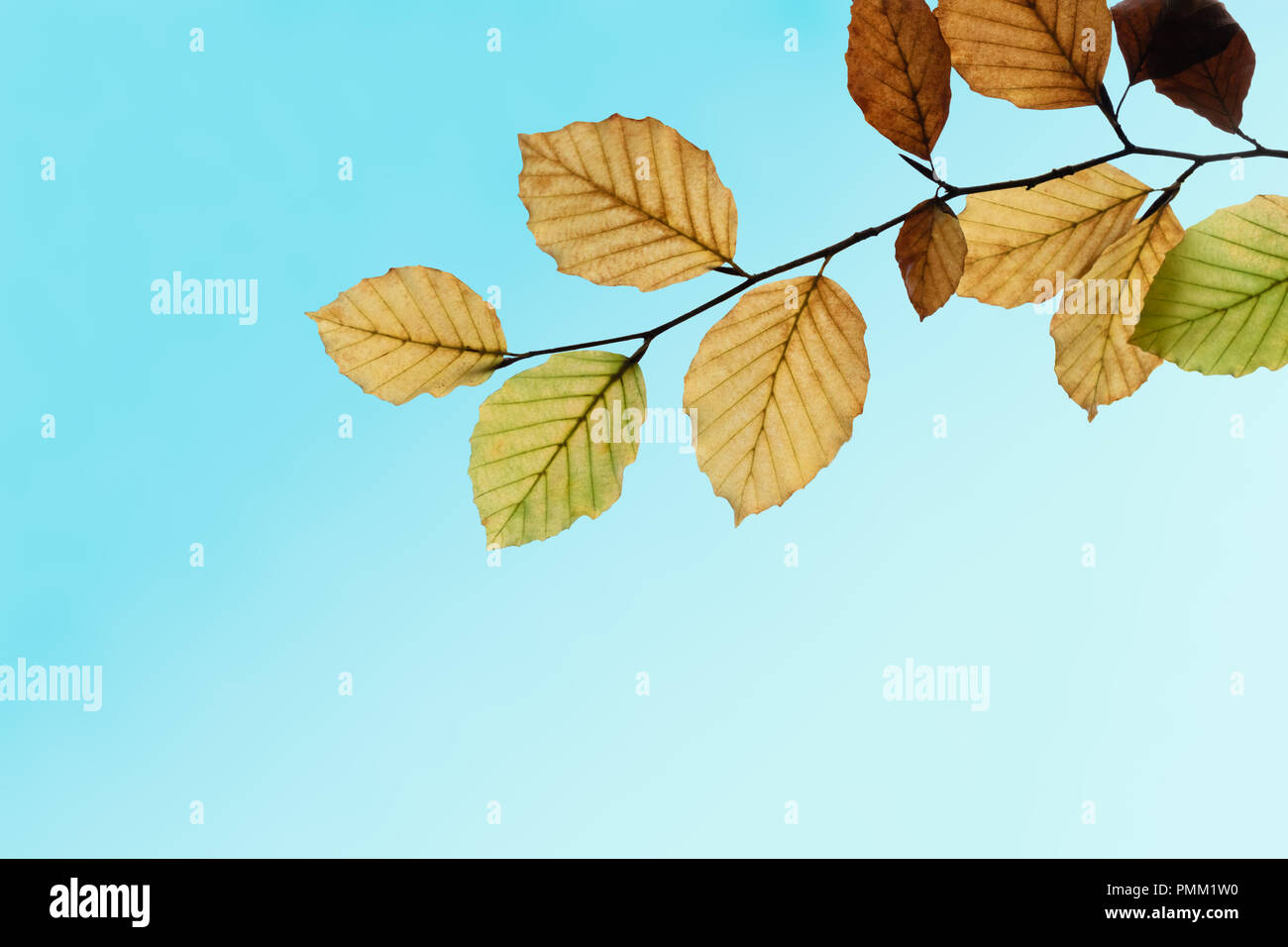 Herbst (Herbst) Blätter auf einem Ast in Grün Gold und Braun gegen türkis blauen Himmel. Stockfoto