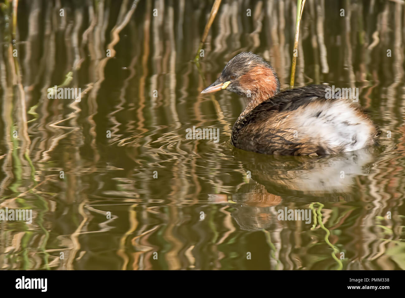 Zwergtaucher zwischen Schilf im Spätsommer früh Autmn Stockfoto