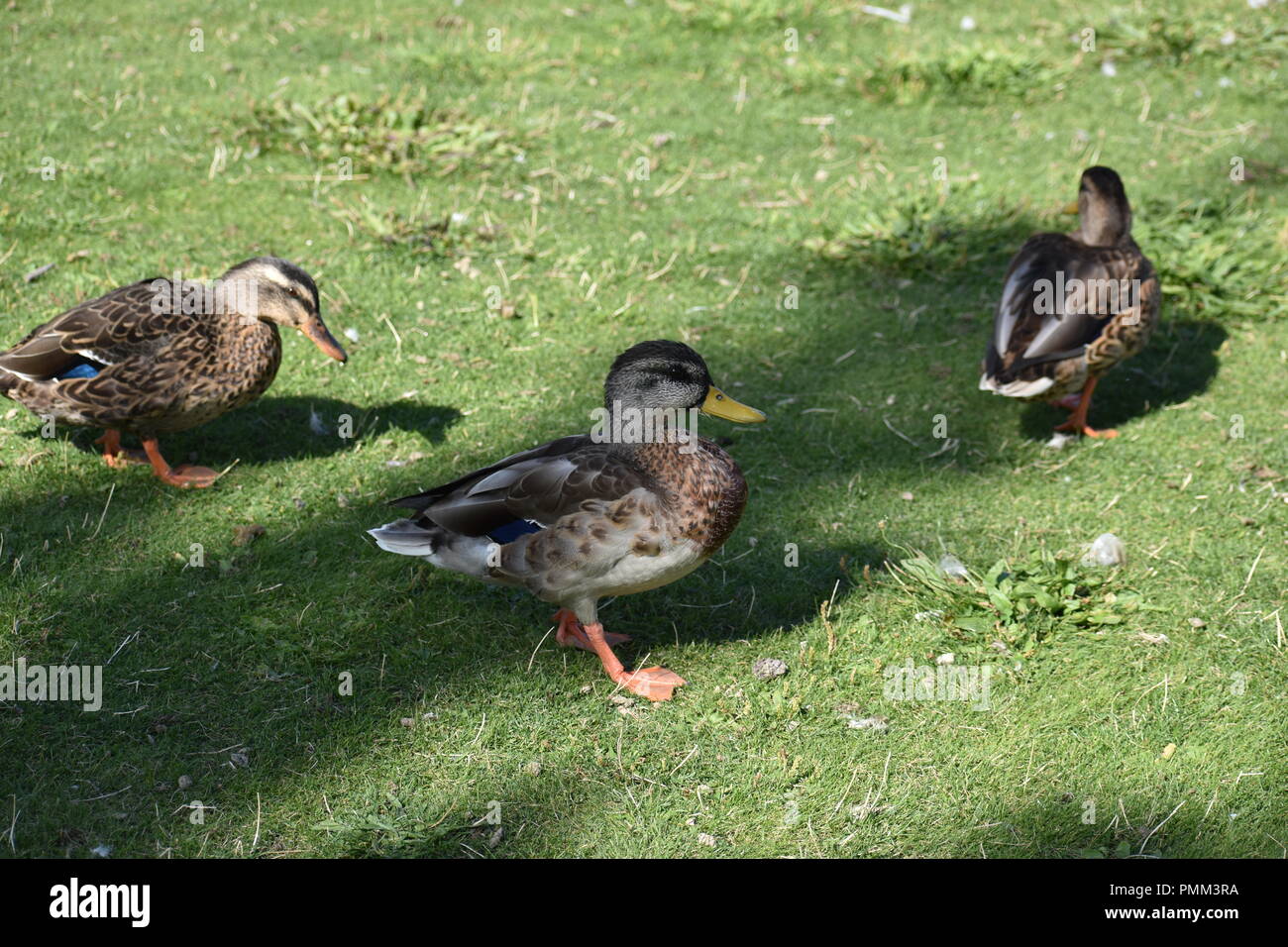 Enten im Park Stockfoto