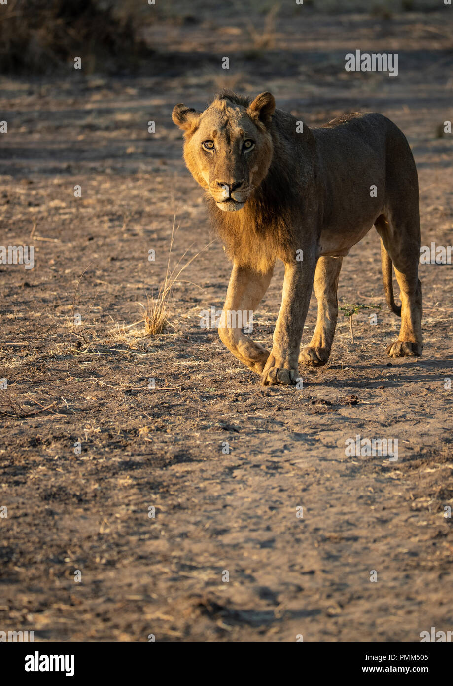 Juvenile männliche Löwe schaut in Richtung der Kamera Stockfoto