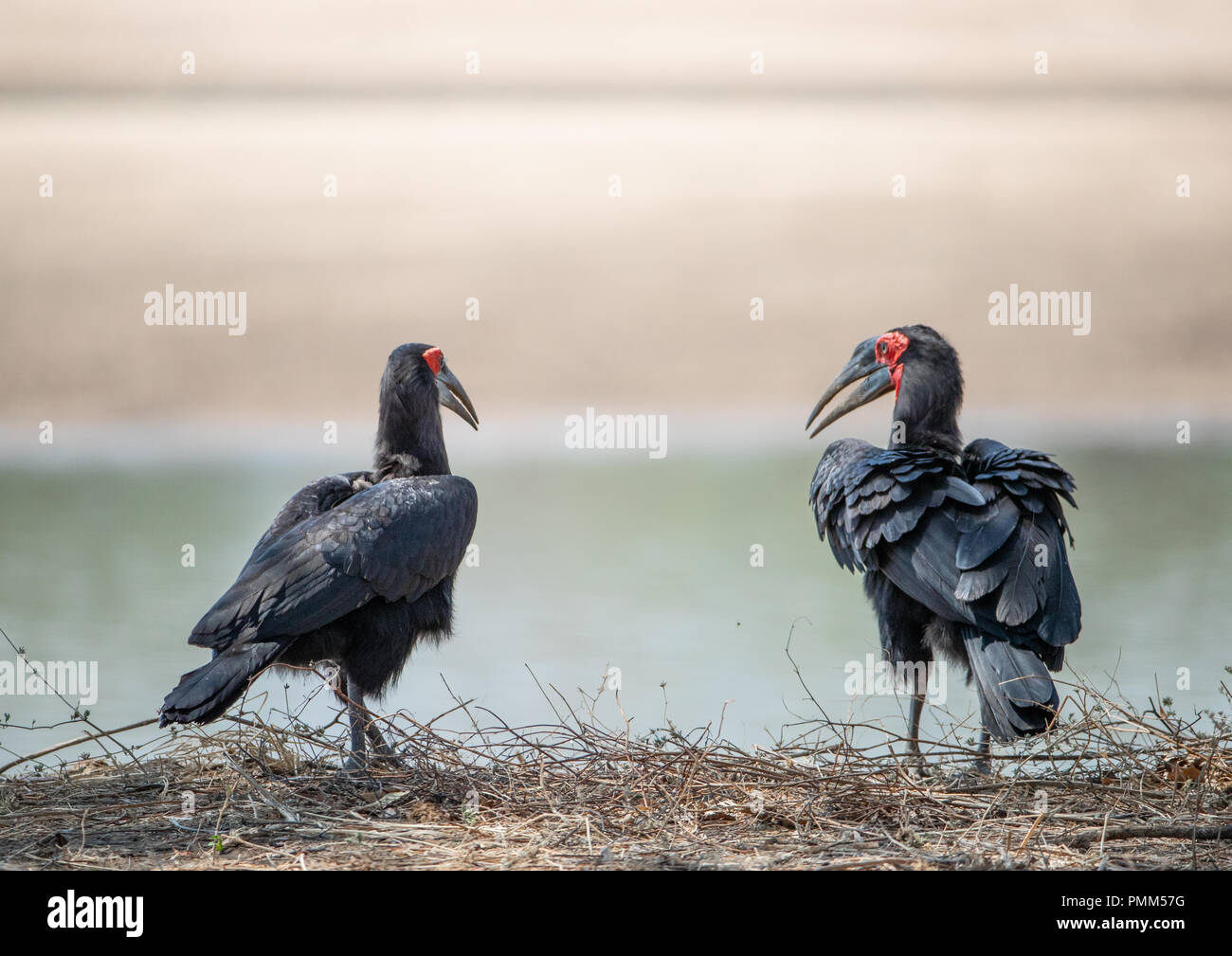 Südlichen Boden Nashornvögel (Bucorvus leadbeateri) auf dem Boden vor dem Luangwa Fluss Stockfoto