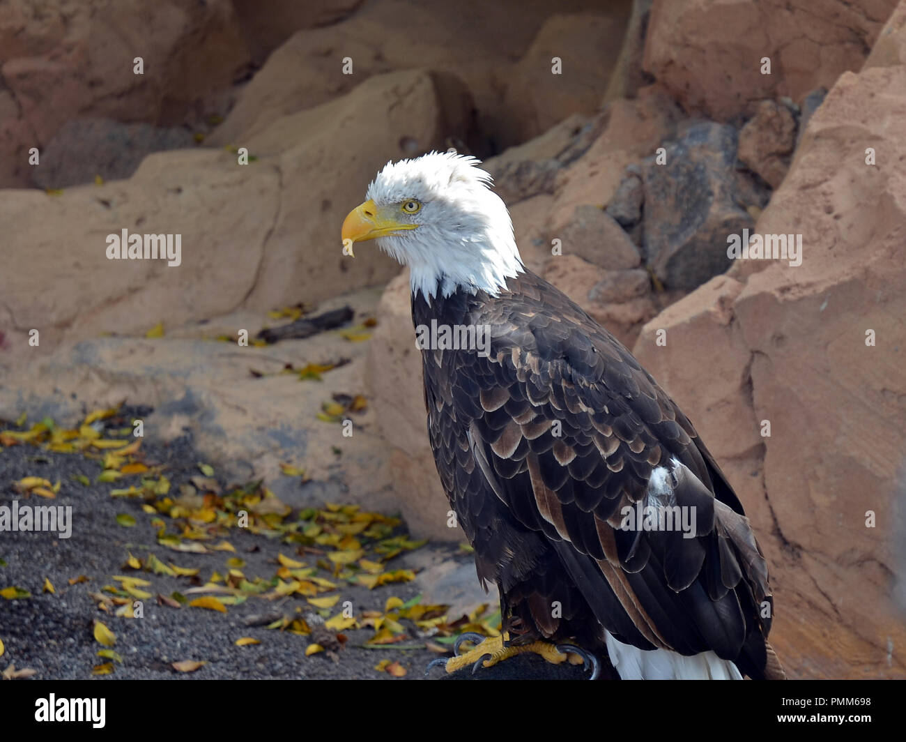 American Eagle, Weißkopfseeadler (Haliaeetus leucocephalus) ruht auf einem Felsen Stockfoto