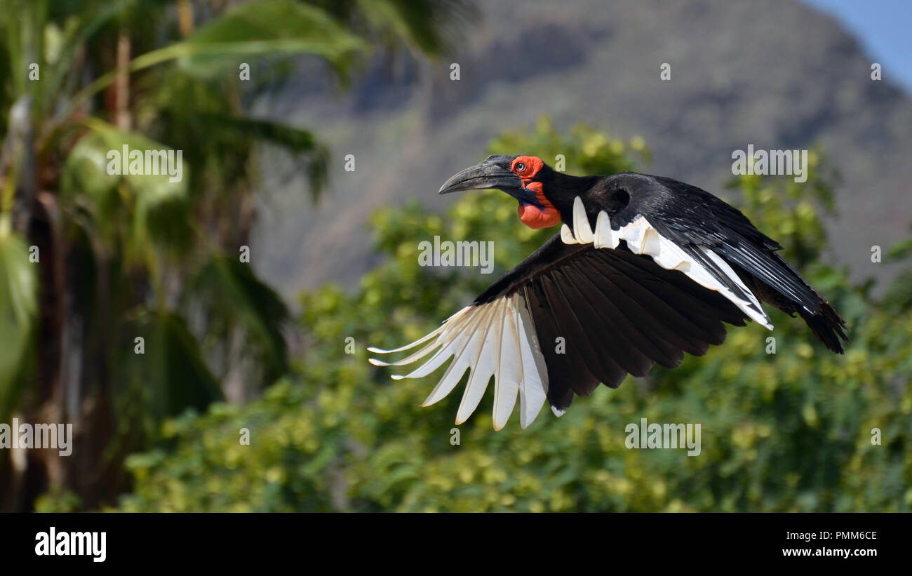 Südliche Hornrabe (Bucorvus leadbeateri) im Flug über tropische Wälder Stockfoto