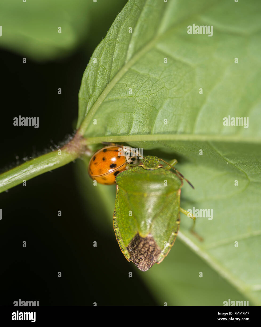 Marienkäfer und Schild bug Kämpfen auf einem grünen Blatt Stockfoto