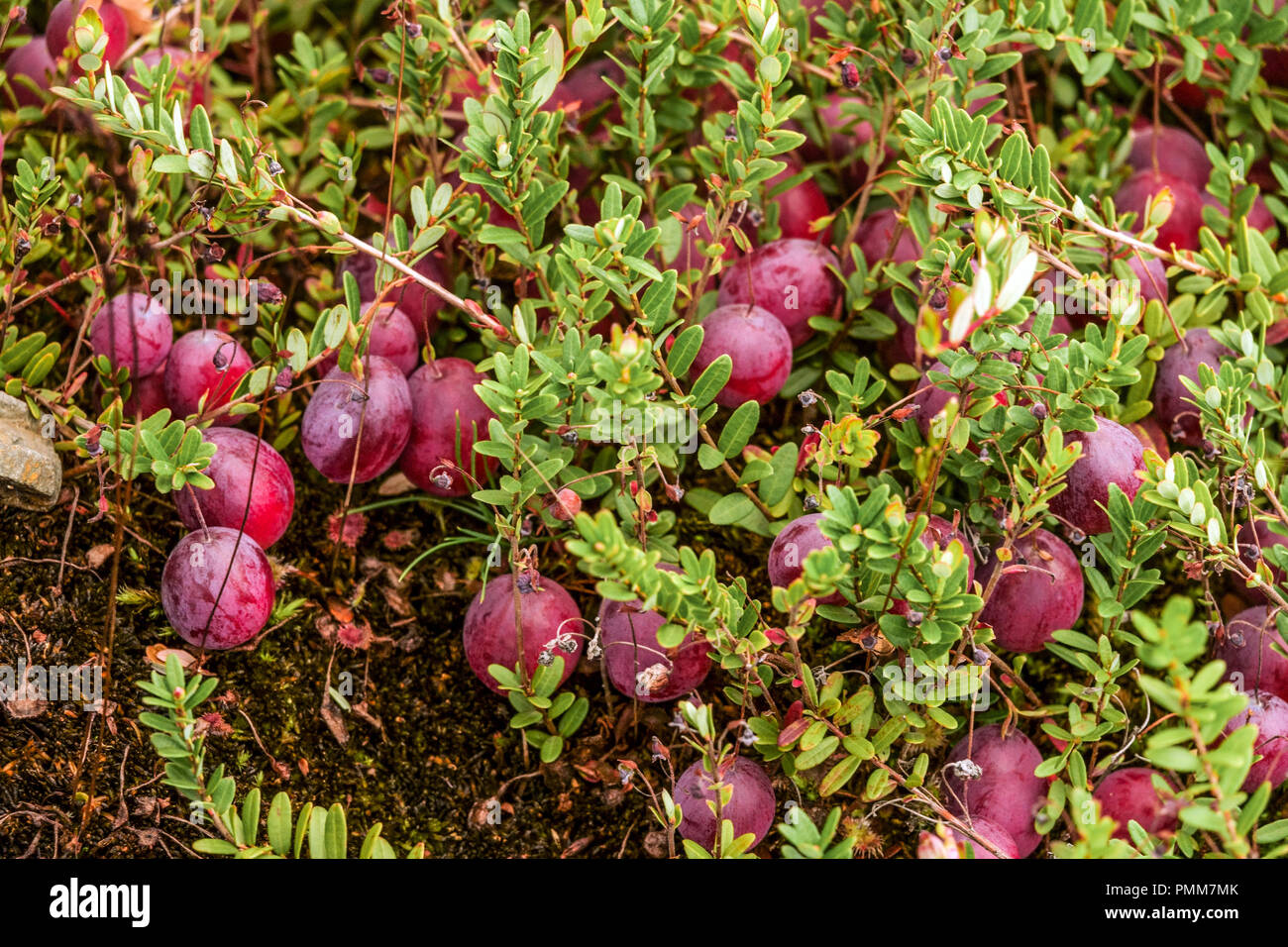 Amerikanische Moosbeere, Brentraube, große Cranberry - Vaccinium macrocarpon 'Pilgrim' Stockfoto
