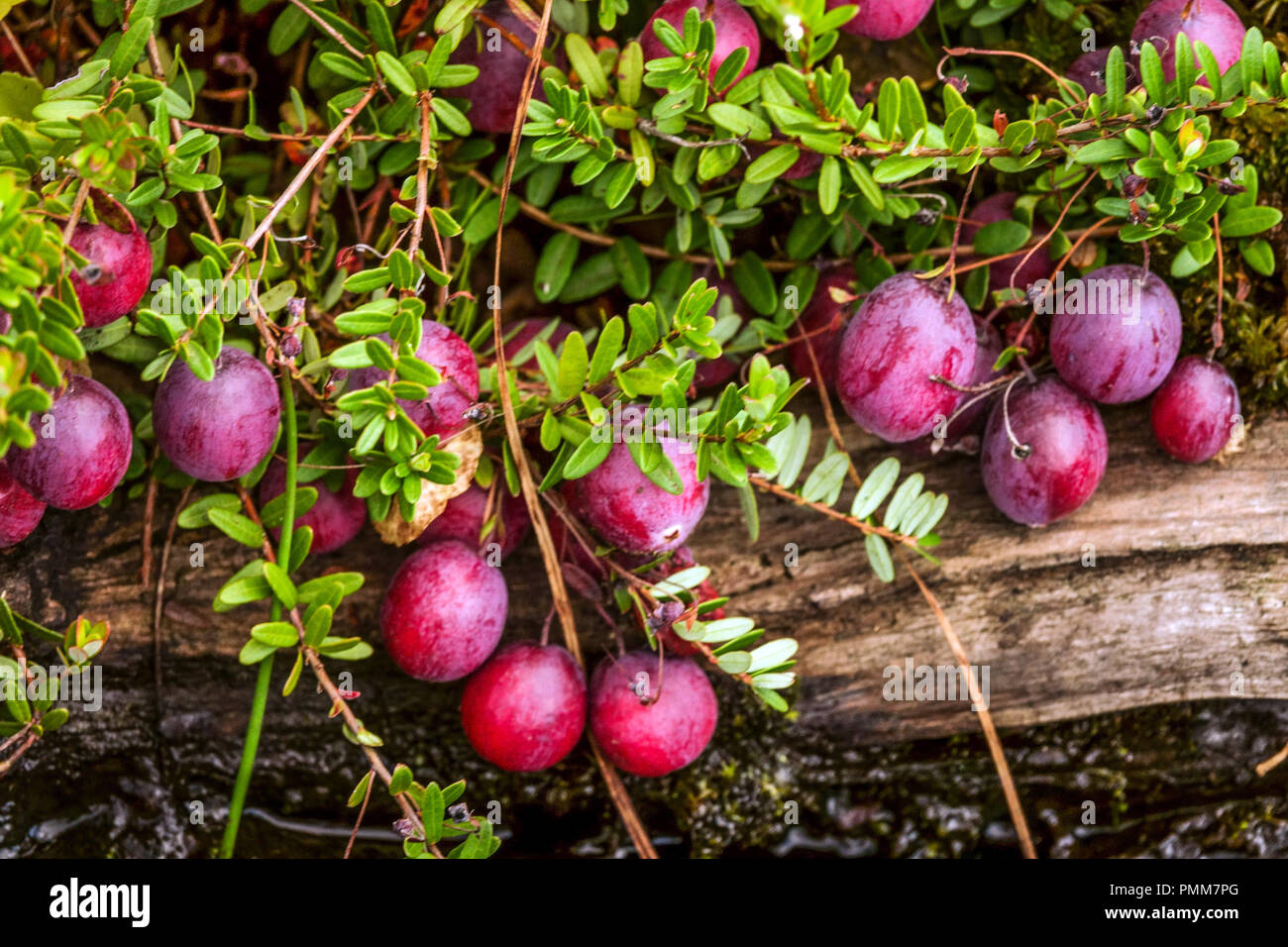 Amerikanische Preiselbeere, Bearberry, große Preiselbeere - Vaccinium macrocarpon ' Pilgrim ' Torfmoor blüht Stockfoto