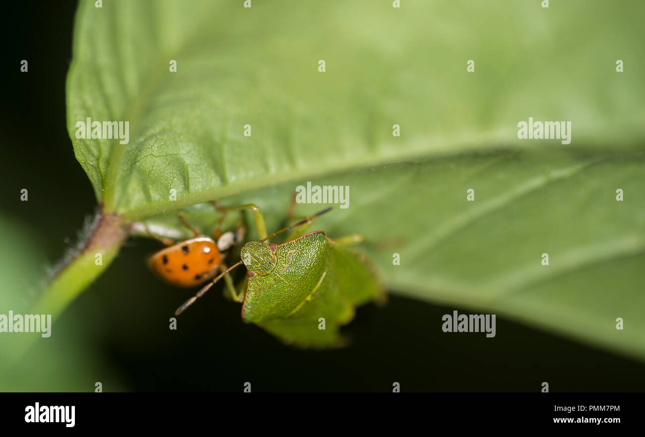 Marienkäfer und Schild bug Kämpfen auf einem grünen Blatt Stockfoto