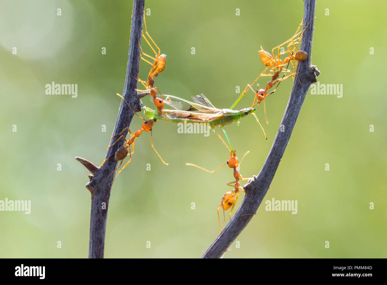 Fünf Ameisen tragen ein totes Insekt, Indonesien Stockfoto