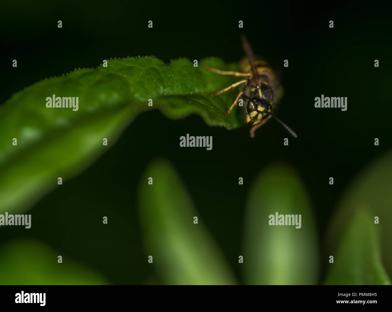 Wespe auf einem grünen Blatt Stockfoto