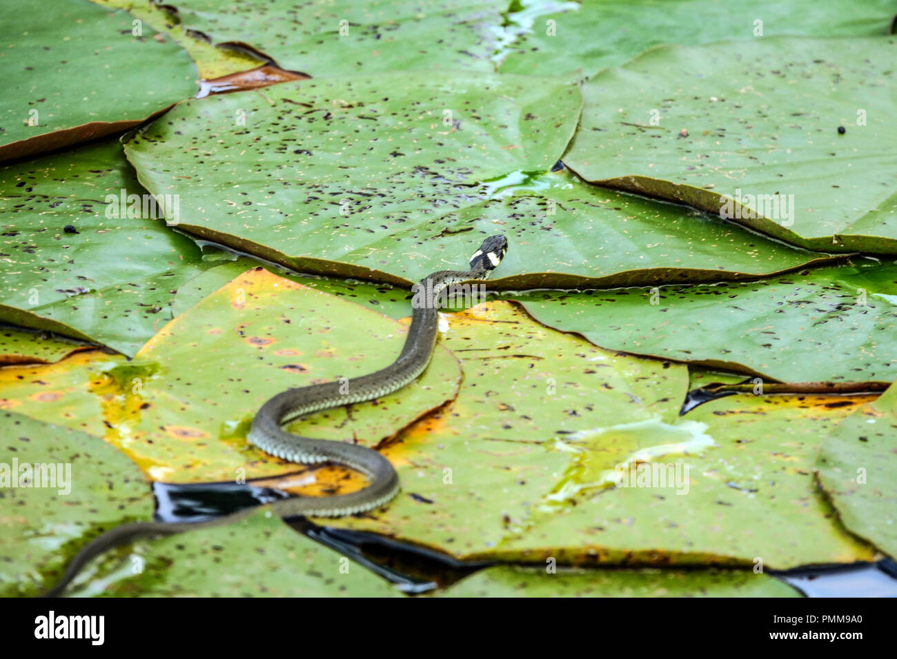 Grassnatter, Natrix natrix auf Blättern in einem Gartenteich Tierwelt Stockfoto