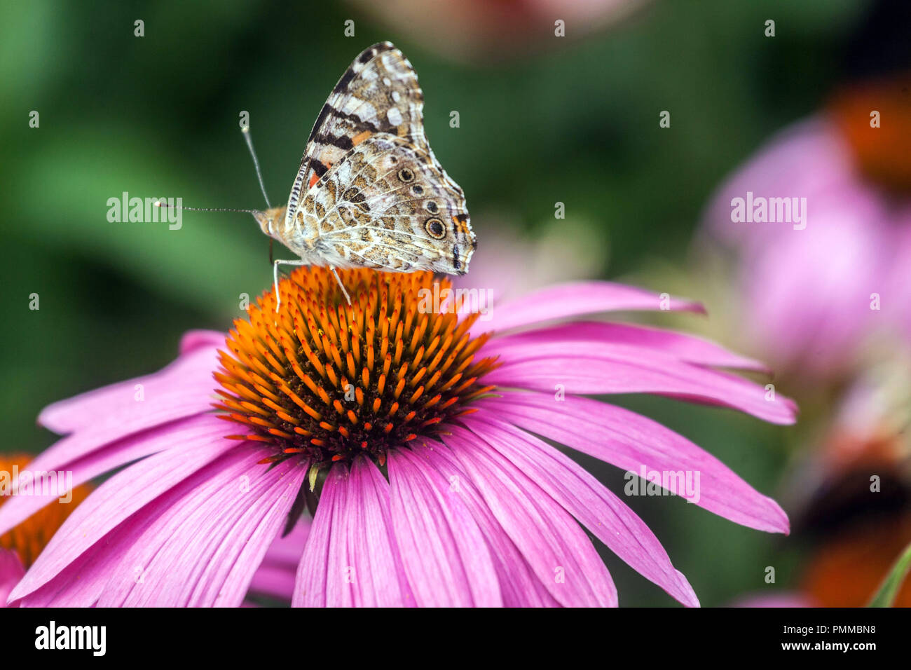 Juni Blume gemalte Dame Schmetterling auf lila Kegelblume Echinacea Schmetterling Stockfoto