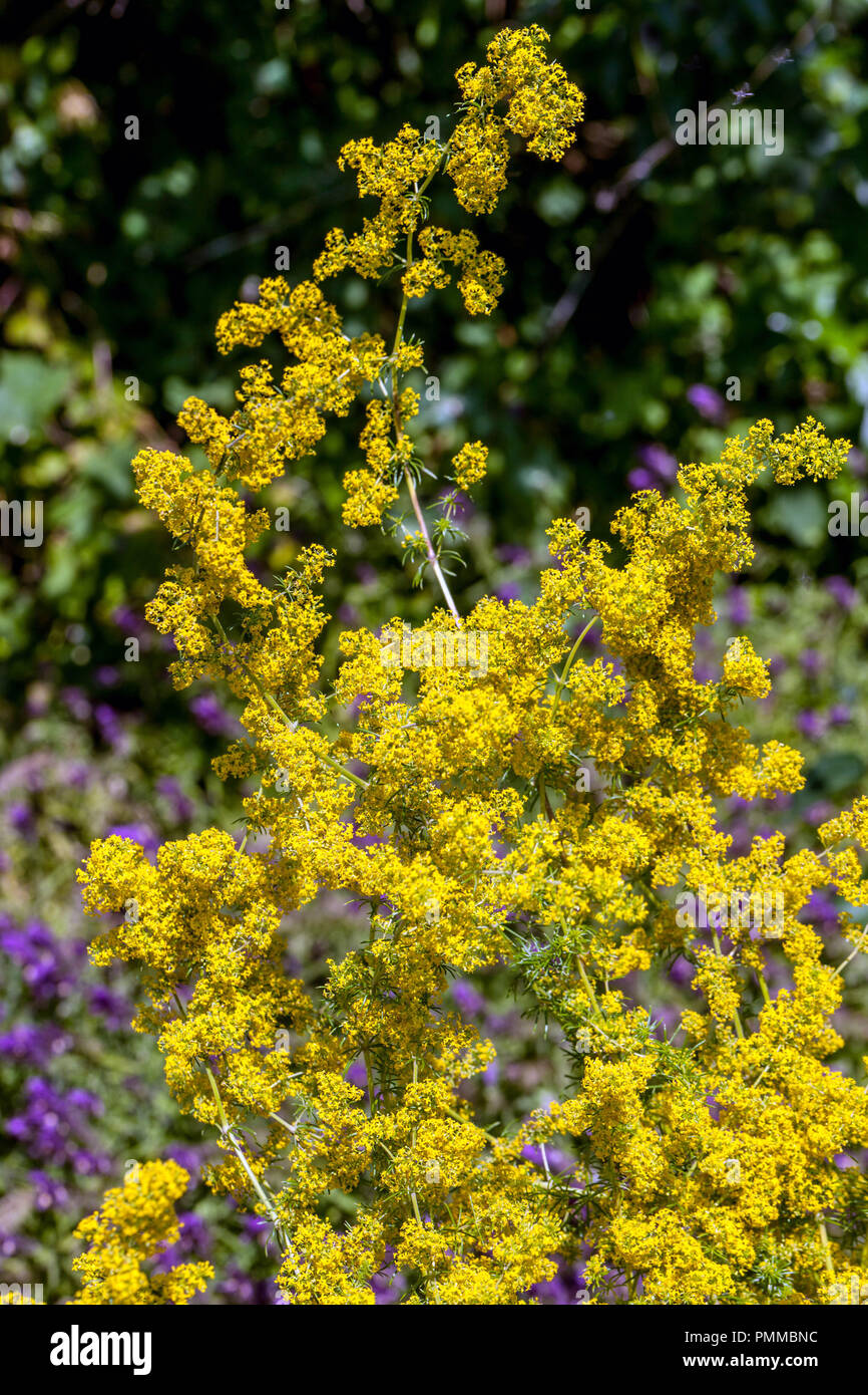 Lady's bedstraw oder Gelb bedstraw, Galium verum Stockfoto