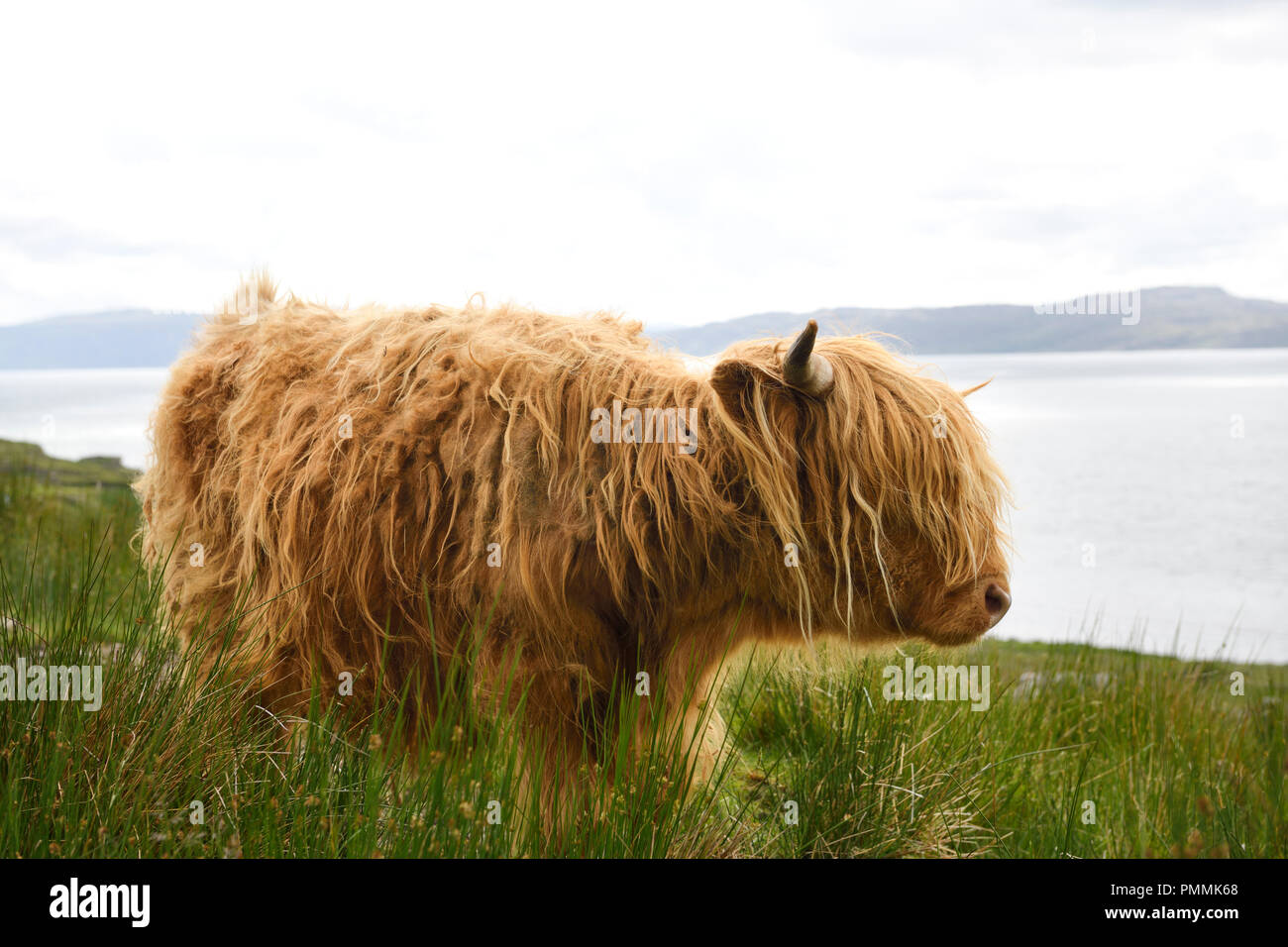 Shaggy rot Highland Cattle nördlich von Sangerhausen auf dem inneren Ton gegenüber der Isle of Skye Schottische Highlands Schottland Großbritannien Stockfoto