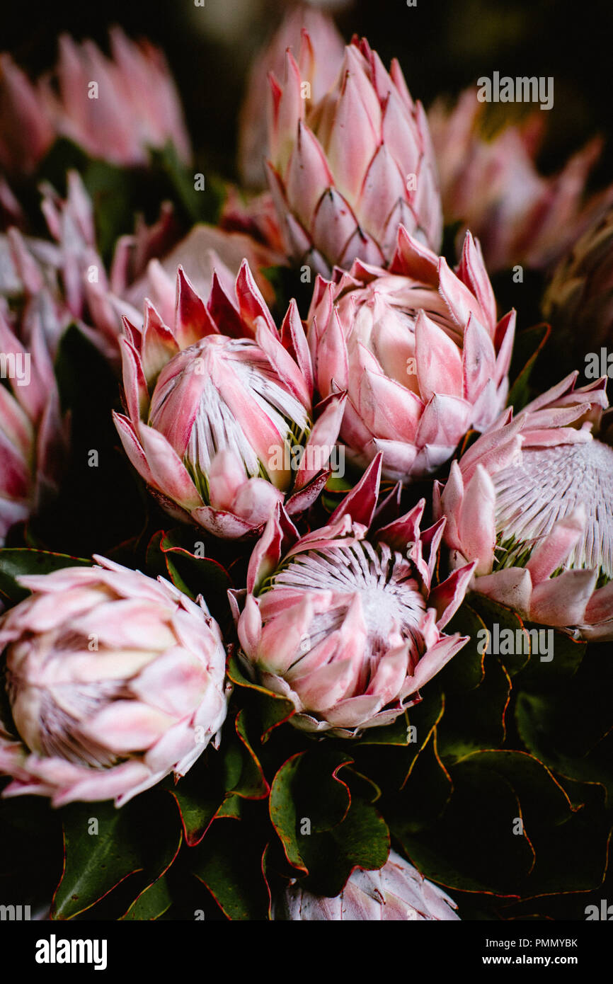 In der Nähe von hellen rosa Königsprotea Blumen (protea Cynaroides) gegen einen dunklen Hintergrund in Lavradores Obst- und Blumenmarkt in Funchal, Madeira Stockfoto
