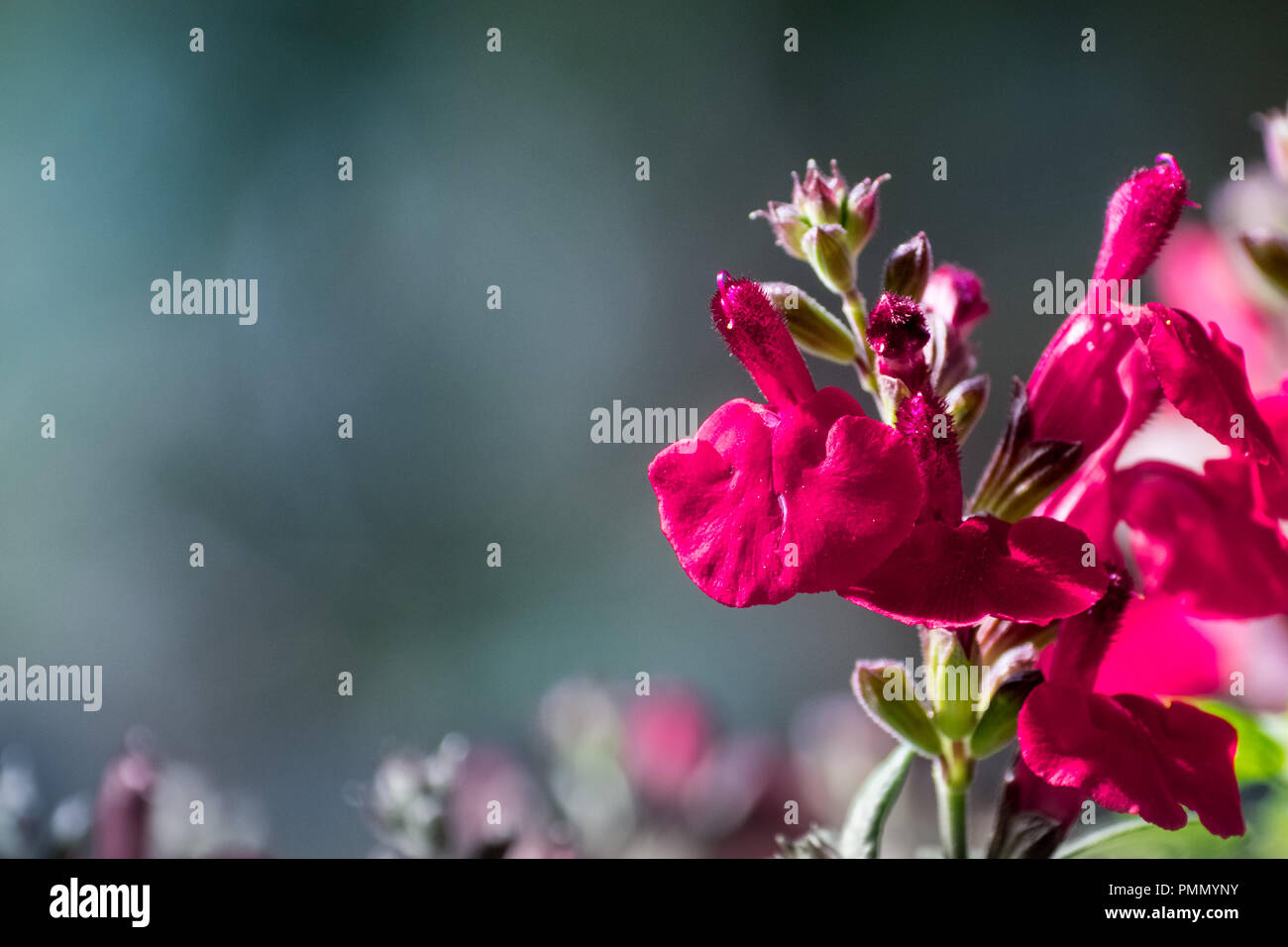 Nahaufnahme von Salvia greggii 'Mirage Cherry Red' (Herbst sage) in voller Blüte am Ende des Sommers, Kalifornien Stockfoto