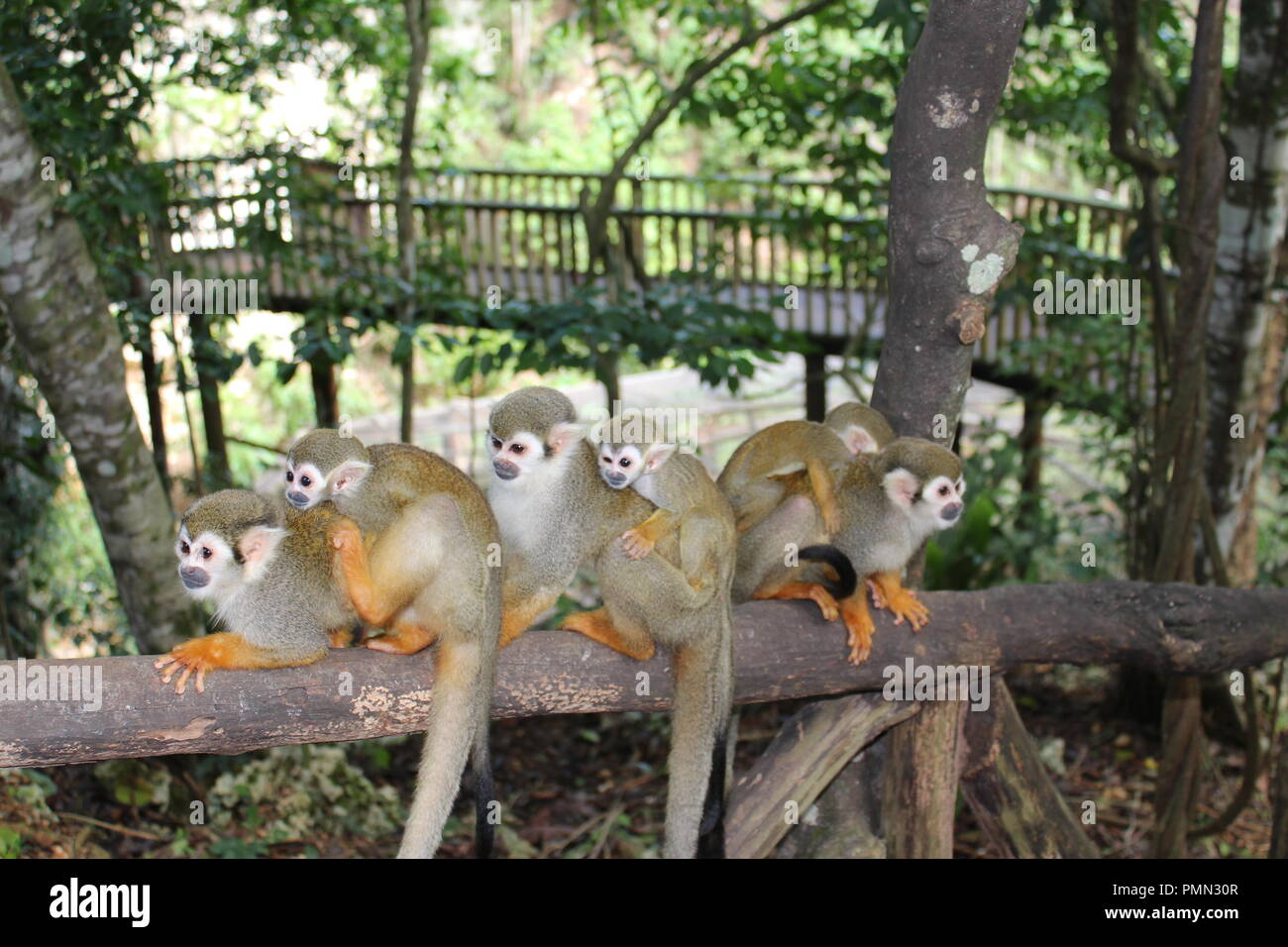 Squirrel monkey Mamas auf einer Schiene mit ihren Babys auf dem Rücken Stockfoto