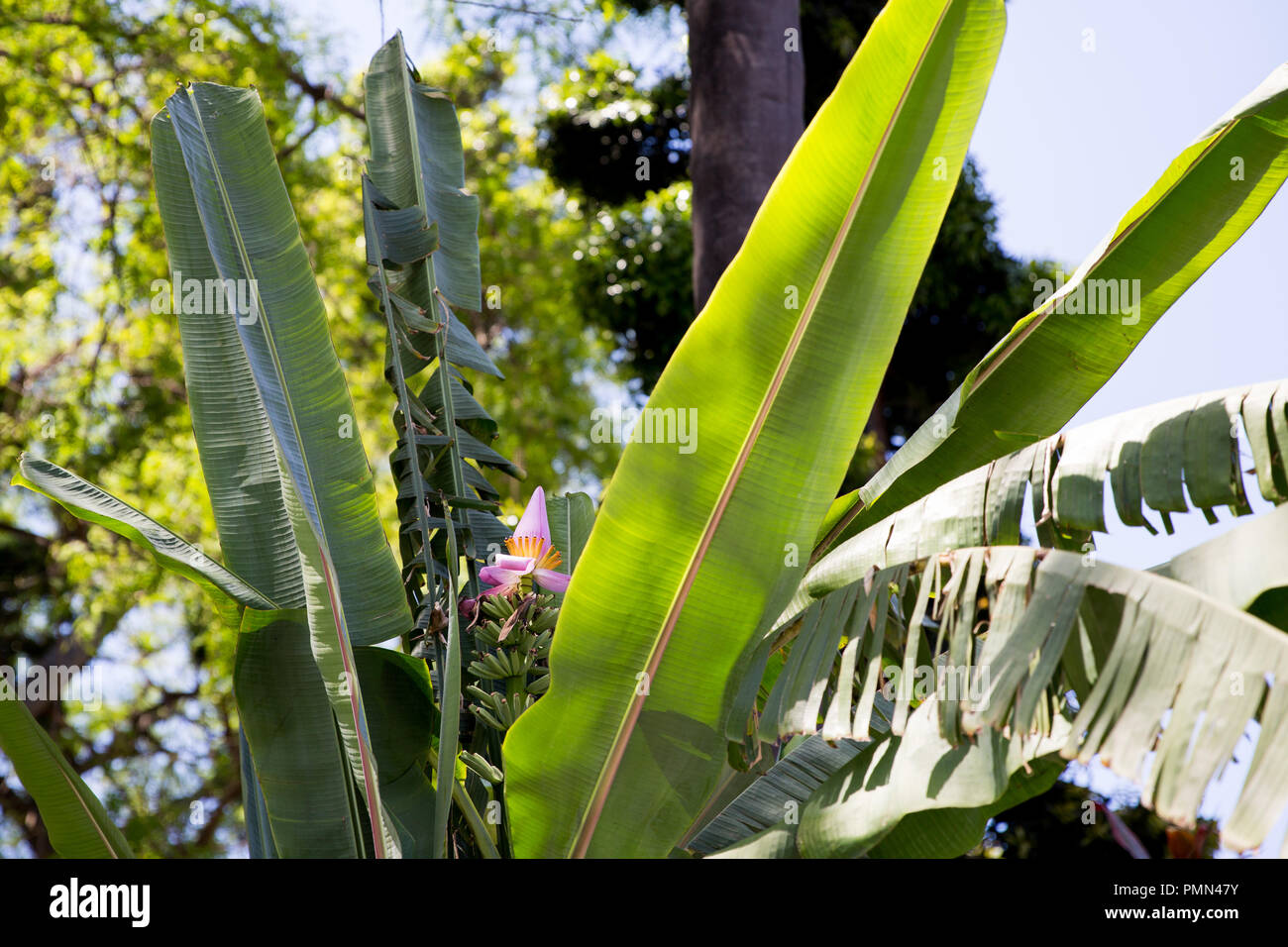 Detail einer Bananenstaude mit einem hellen rosa Blume und Baby Bananen wachsen. In der städtischen Gärten in Funchal, Madeira genommen Stockfoto